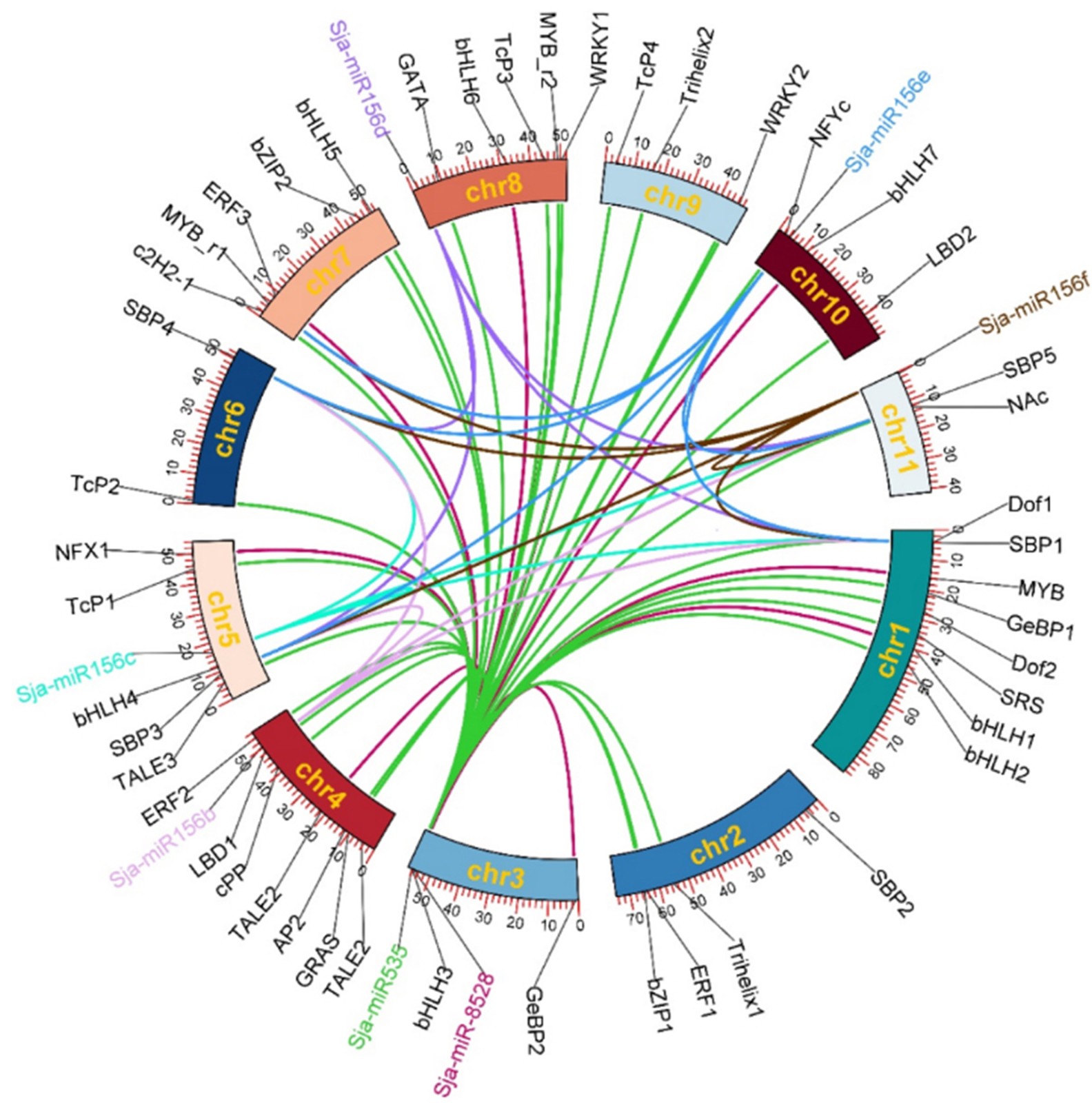 Expression relationship between microRNA and transcription factors in ...