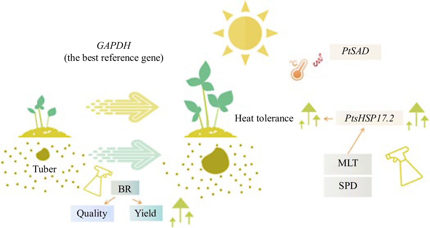 Germplasm resources, genetic diversity, functional genes, genetic ...