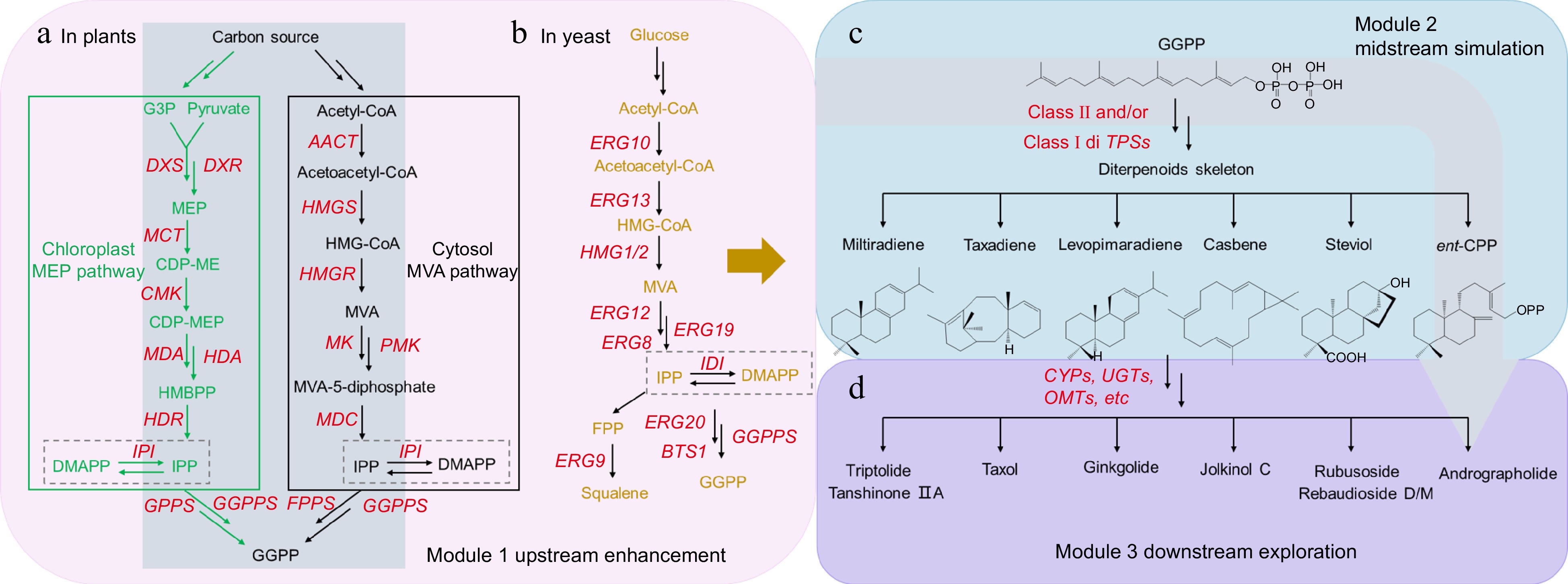 A critical review of Andrographis paniculata