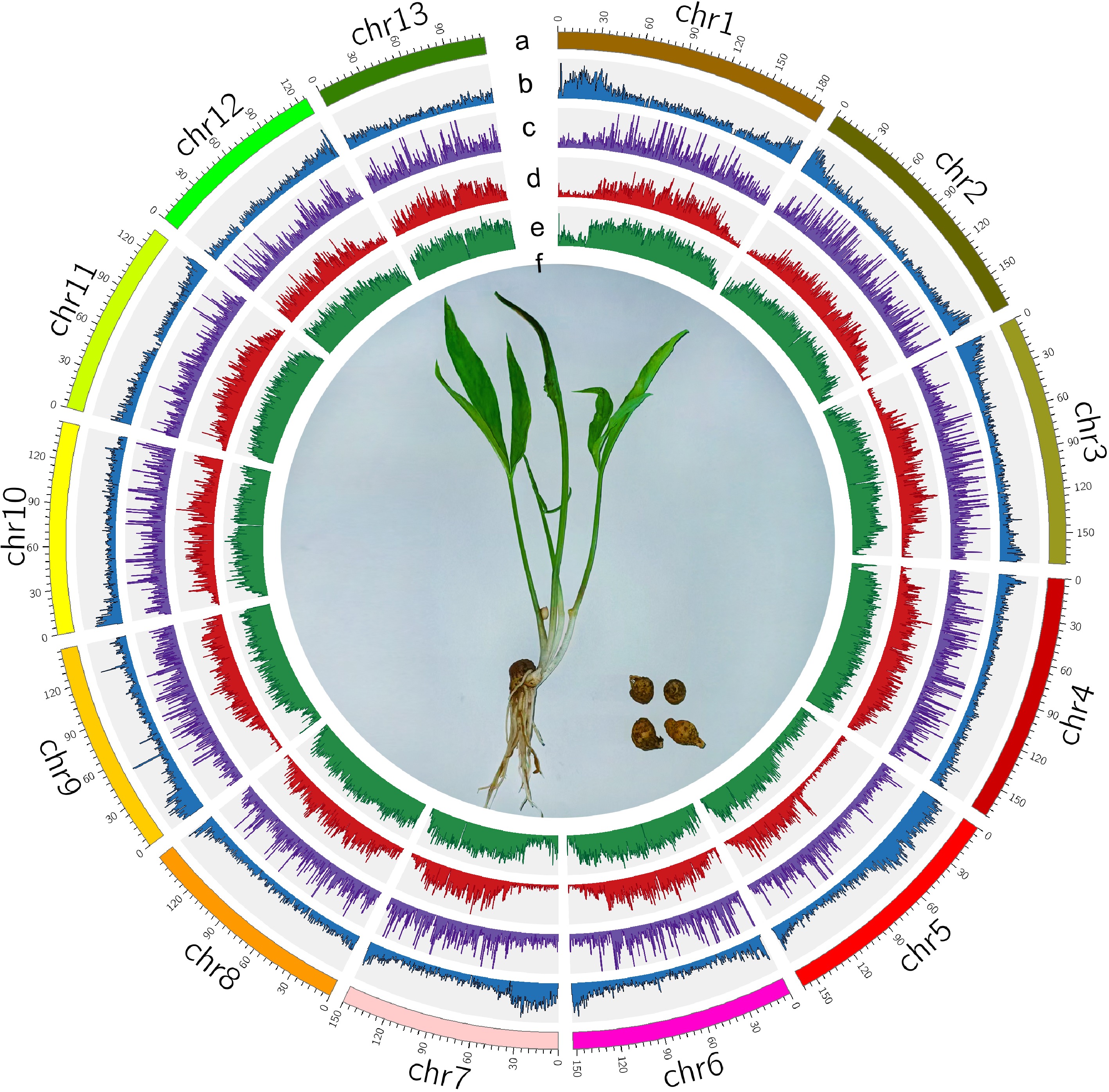 A chromosome-level Pinellia ternata genome assembly provides insight ...