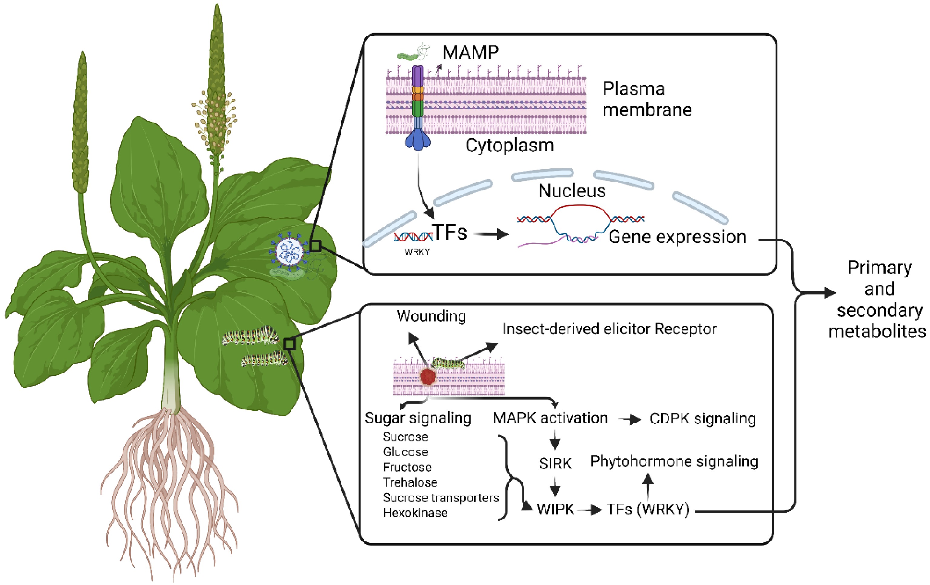 Environmental factors on secondary metabolism in medicinal plants ...