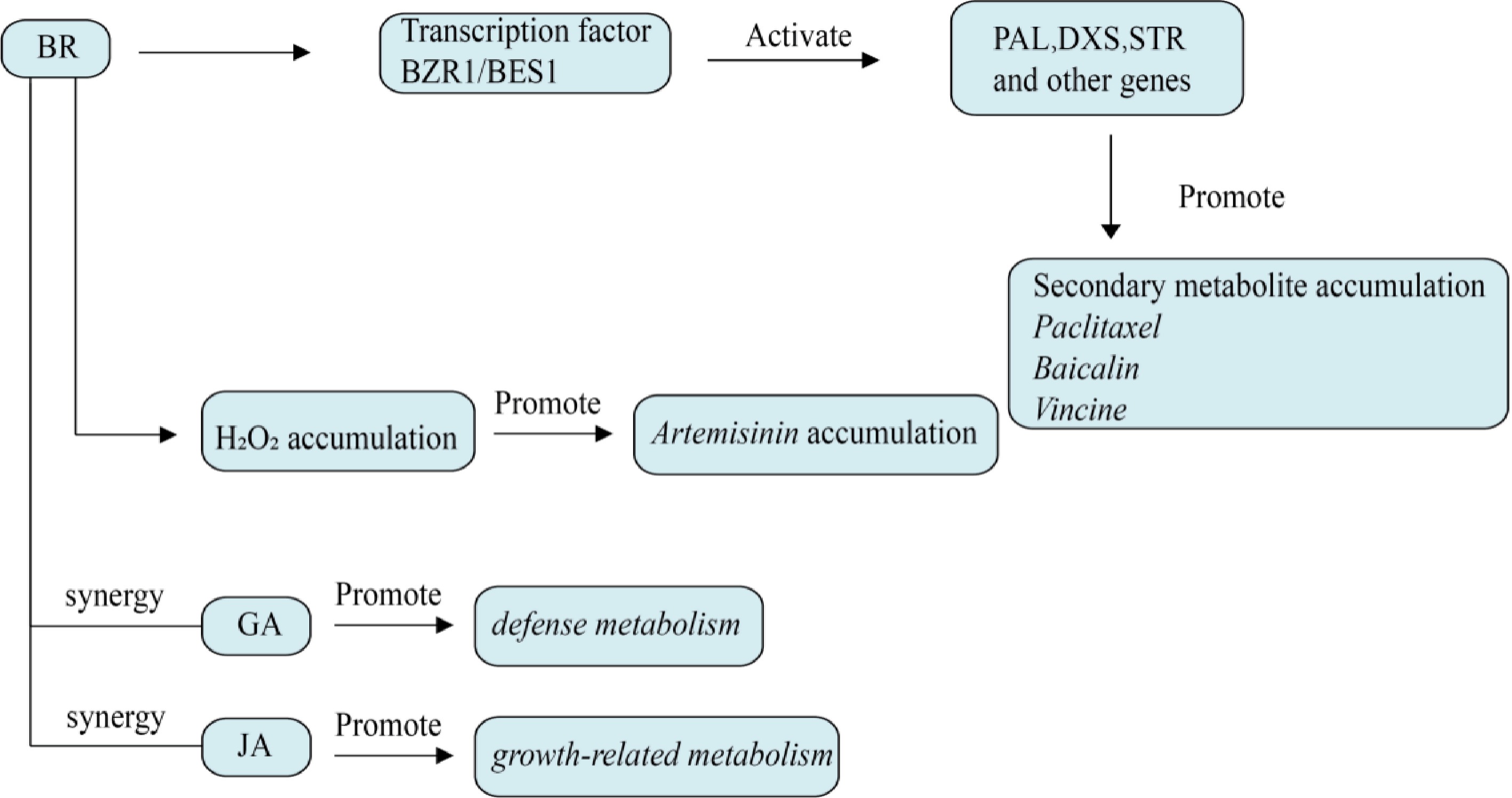 Regulation of plant hormones on the secondary metabolism of medicinal ...