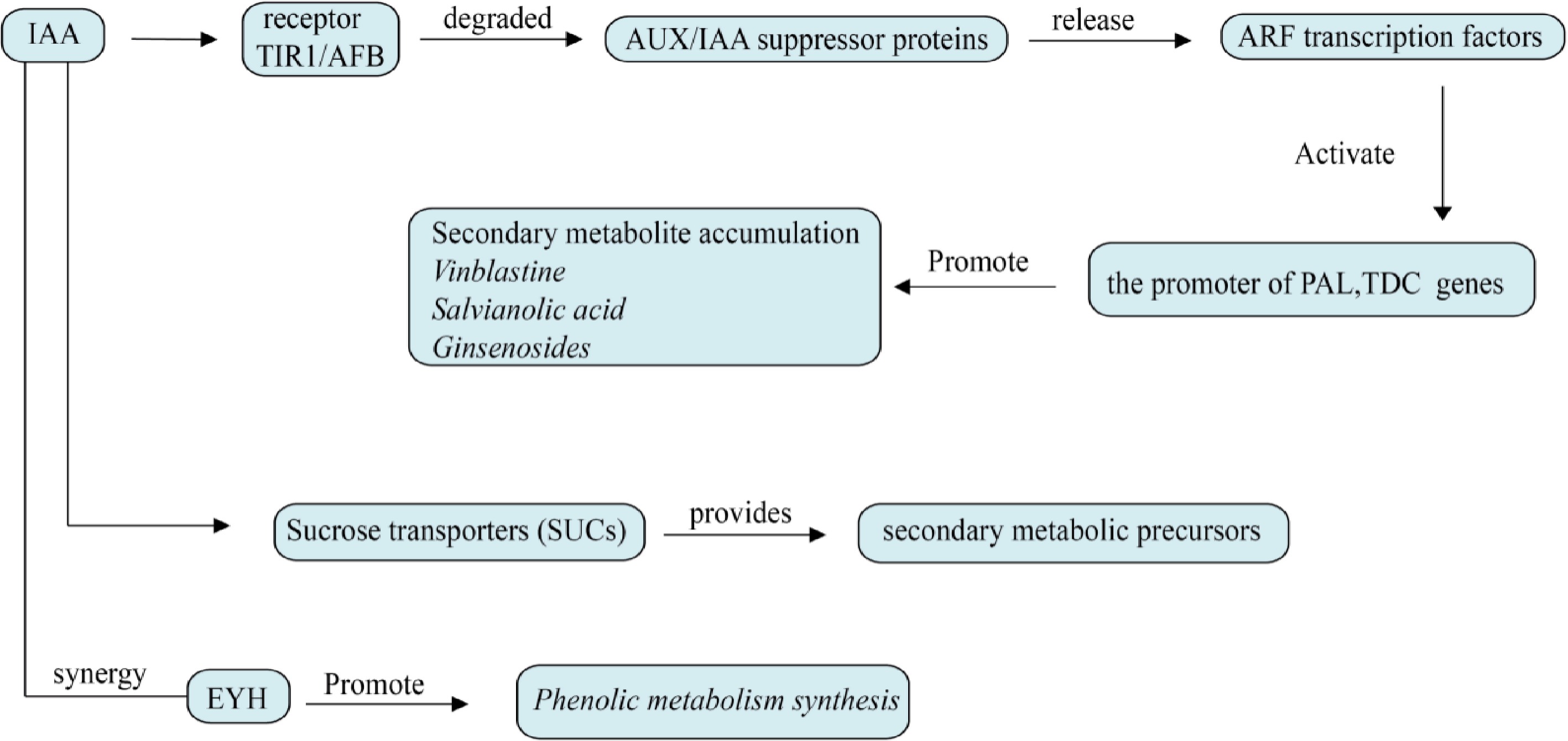 Regulation of plant hormones on the secondary metabolism of medicinal ...
