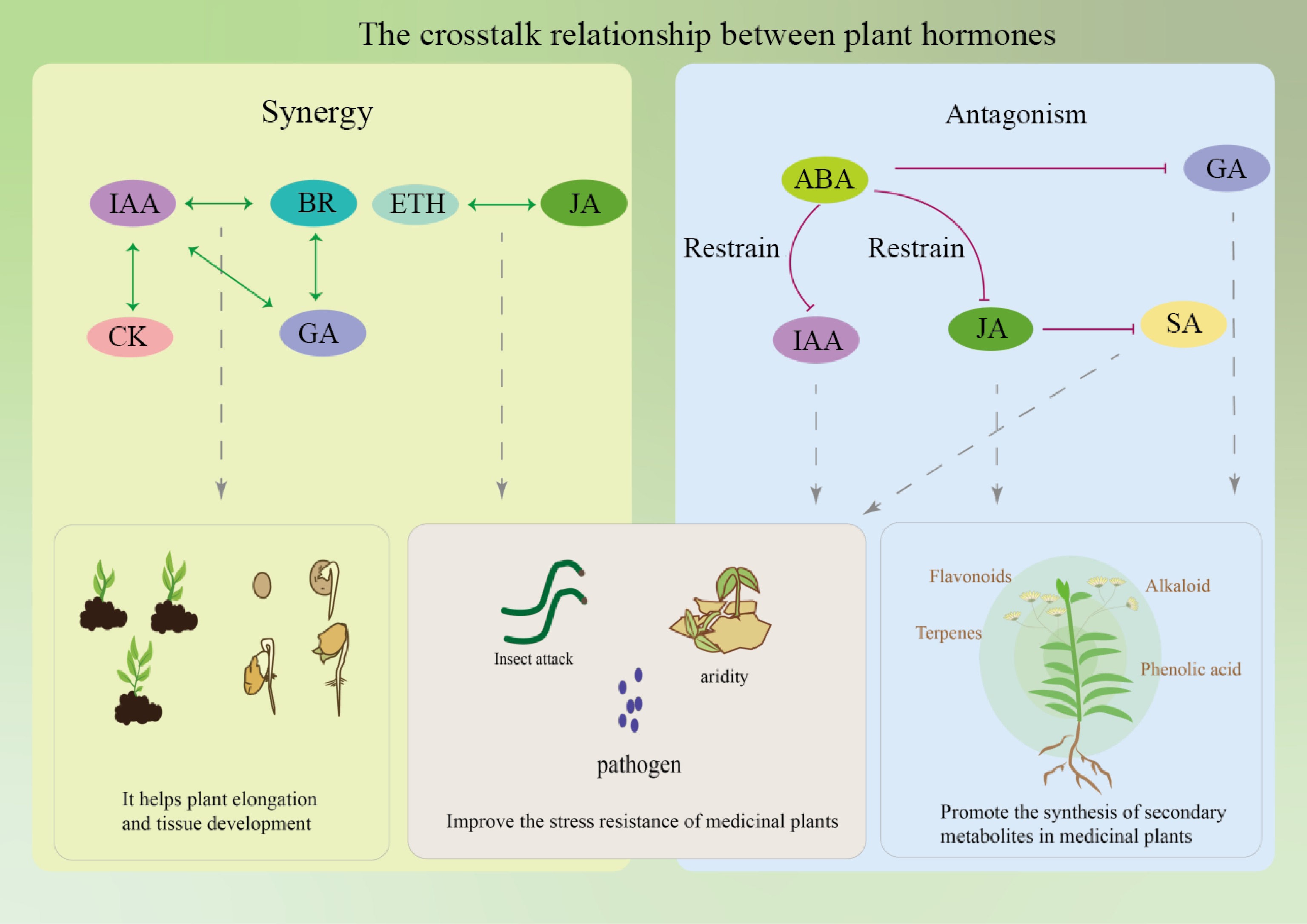 Regulation of plant hormones on the secondary metabolism of medicinal ...
