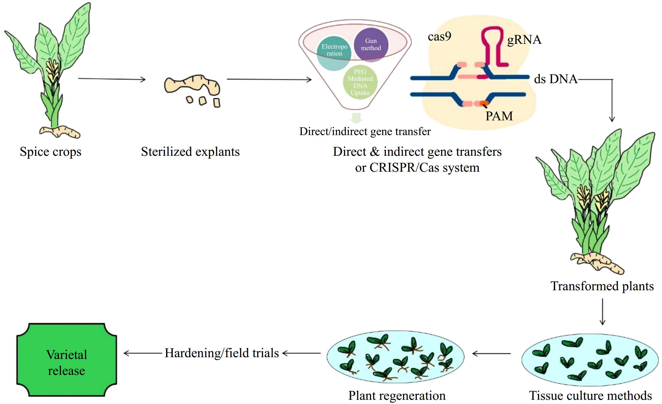 Interventions of plant tissue culture techniques and genome editing in ...
