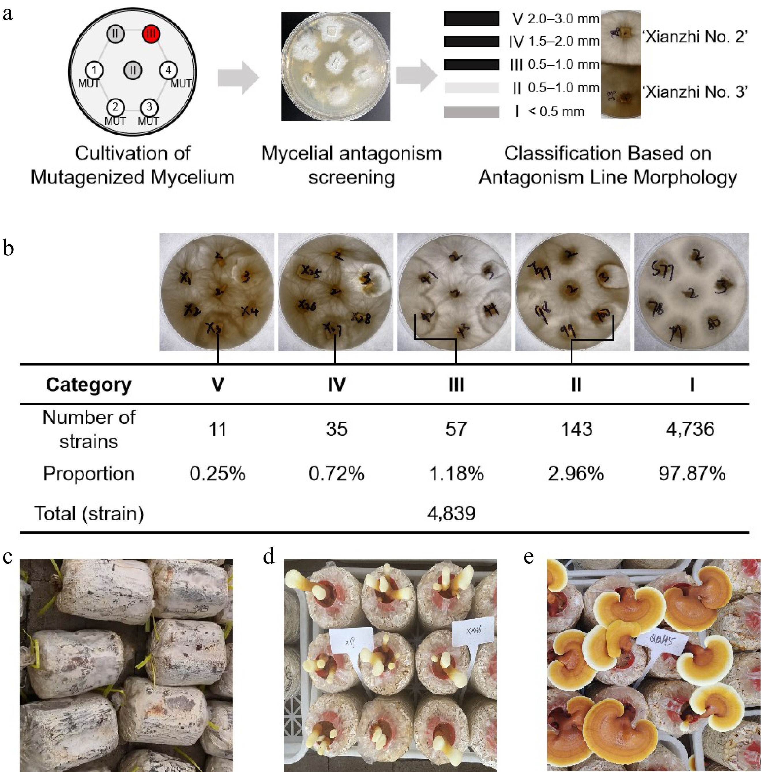Ganoderma Labelled Microscope Construction, screening of a Ganoderma lucidum mutant library and ...