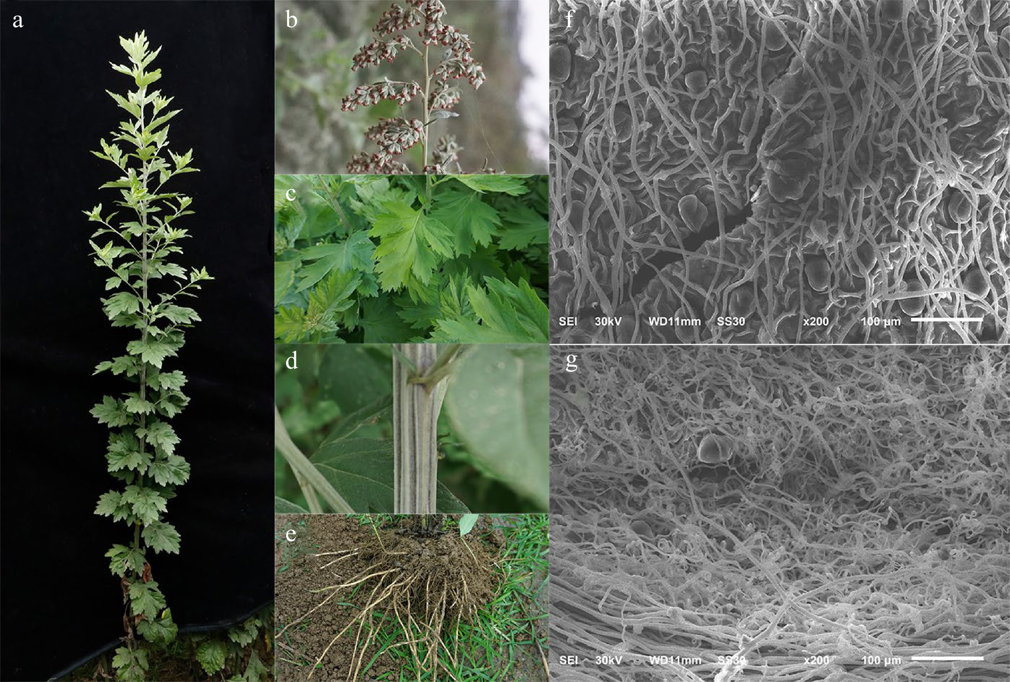 A comprehensive review of botanical characteristics, artificial