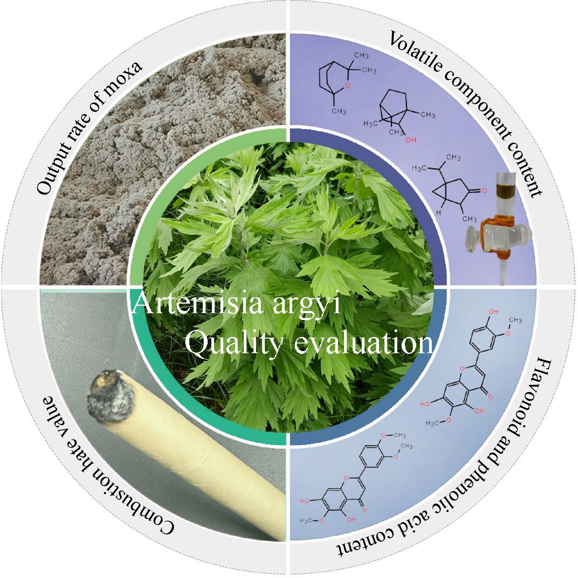 A comprehensive review of botanical characteristics, artificial