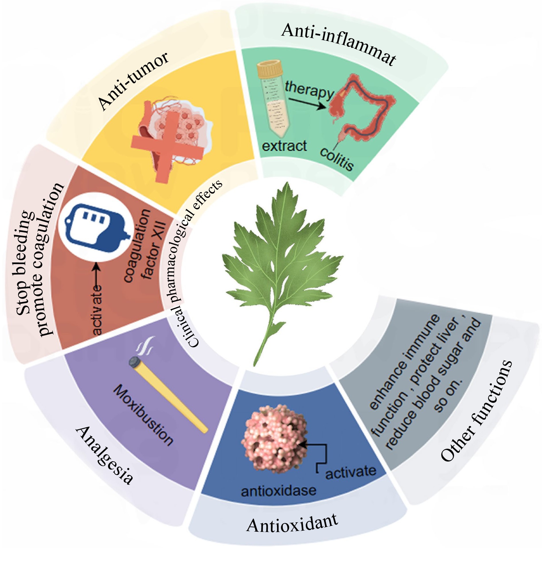 A comprehensive review of botanical characteristics, artificial