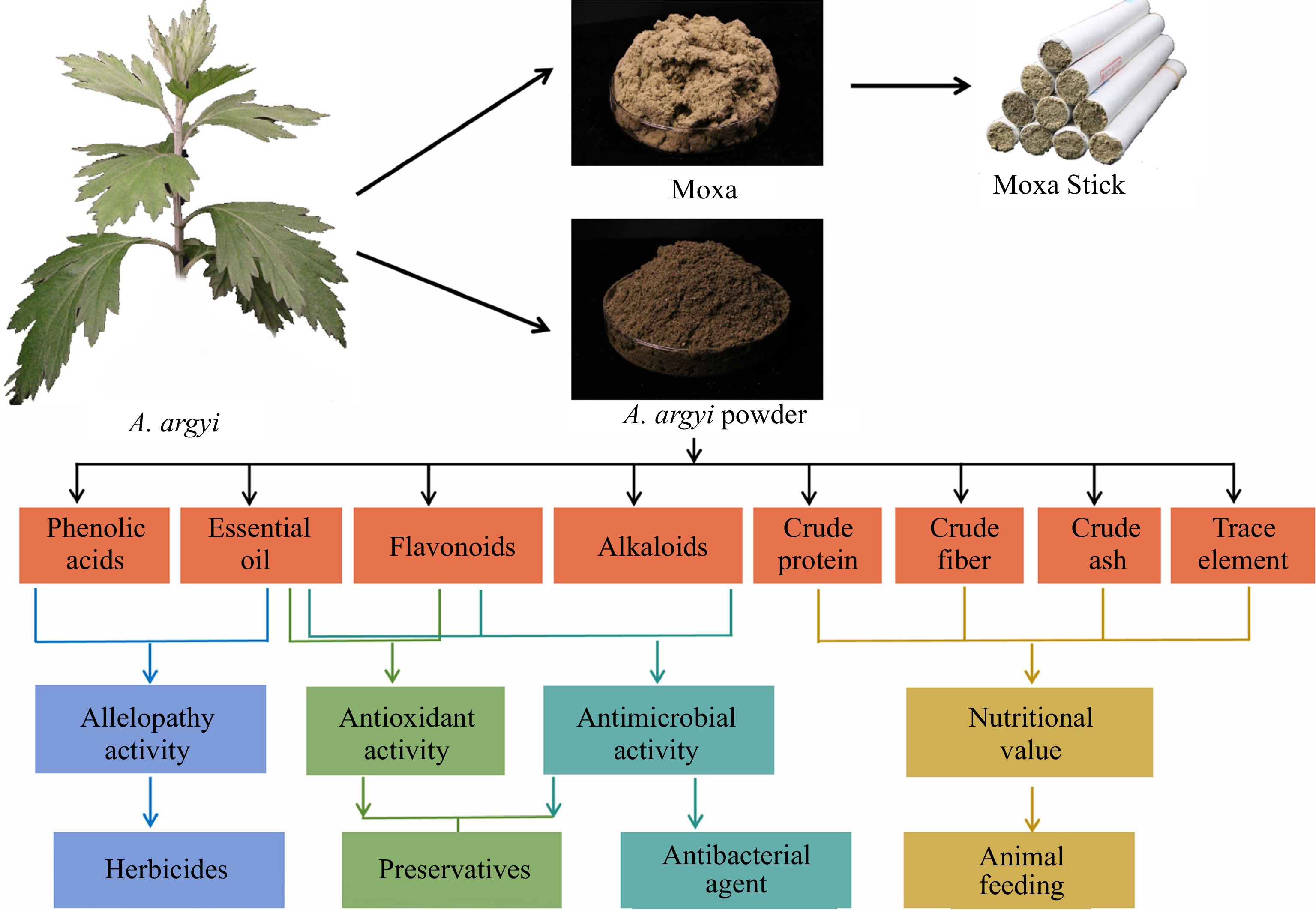 A comprehensive review of botanical characteristics, artificial