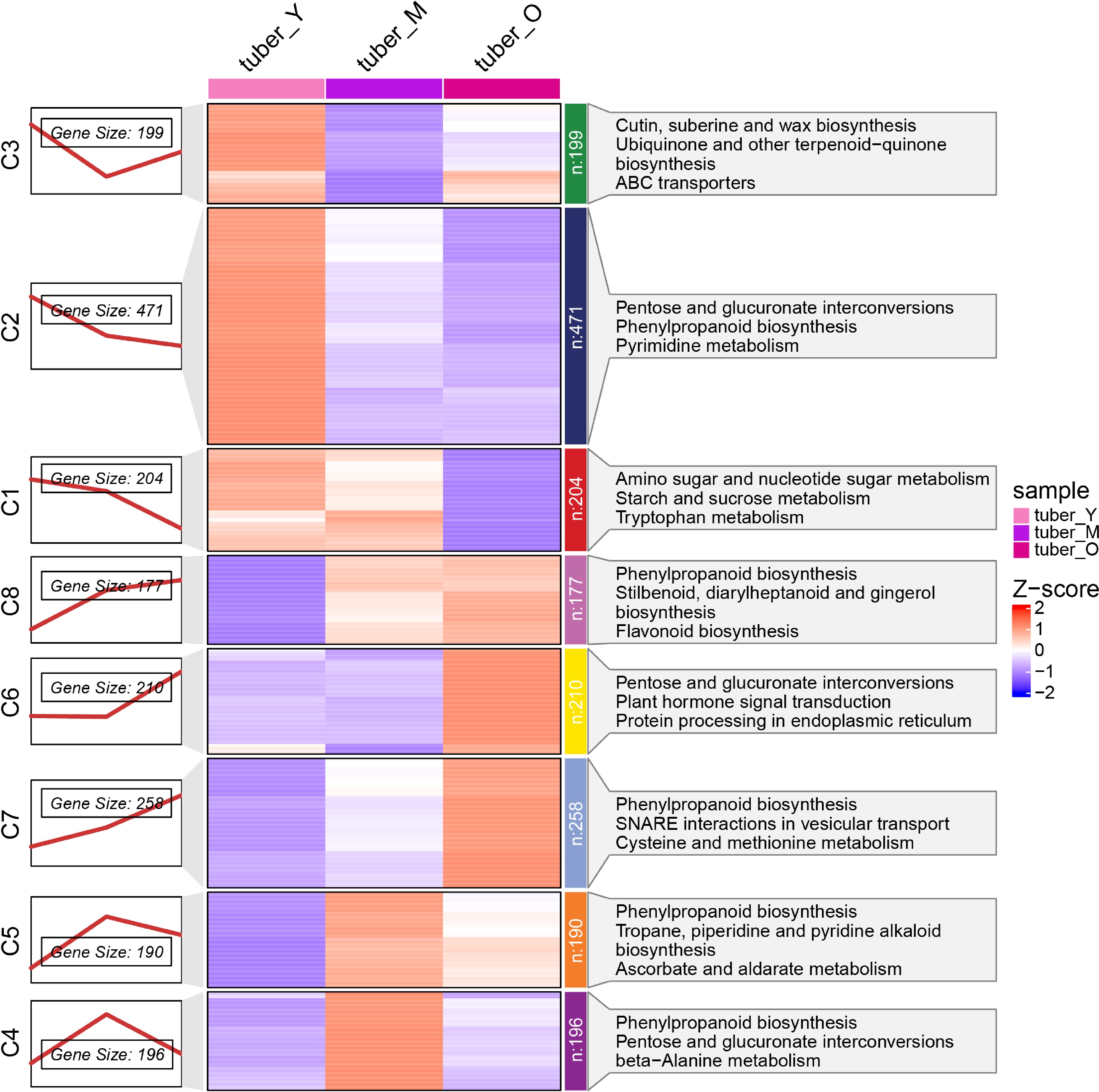 A chromosome-level Pinellia ternata genome assembly provides insight ...