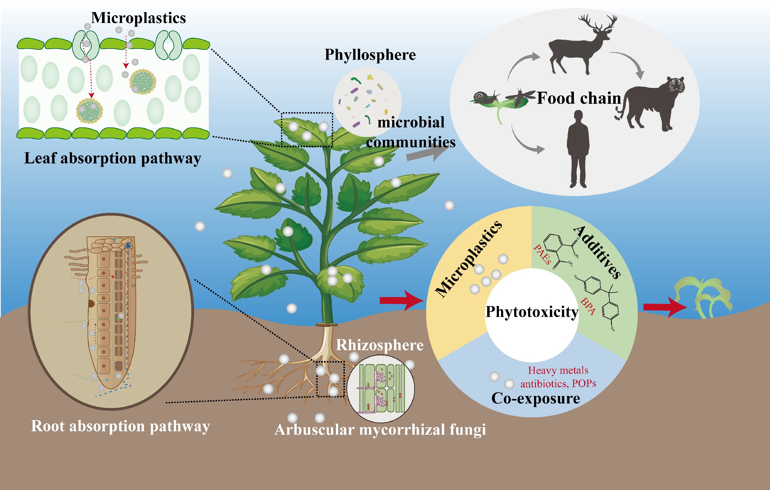 Absorption of microplastics by terrestrial plants and their ecological risk