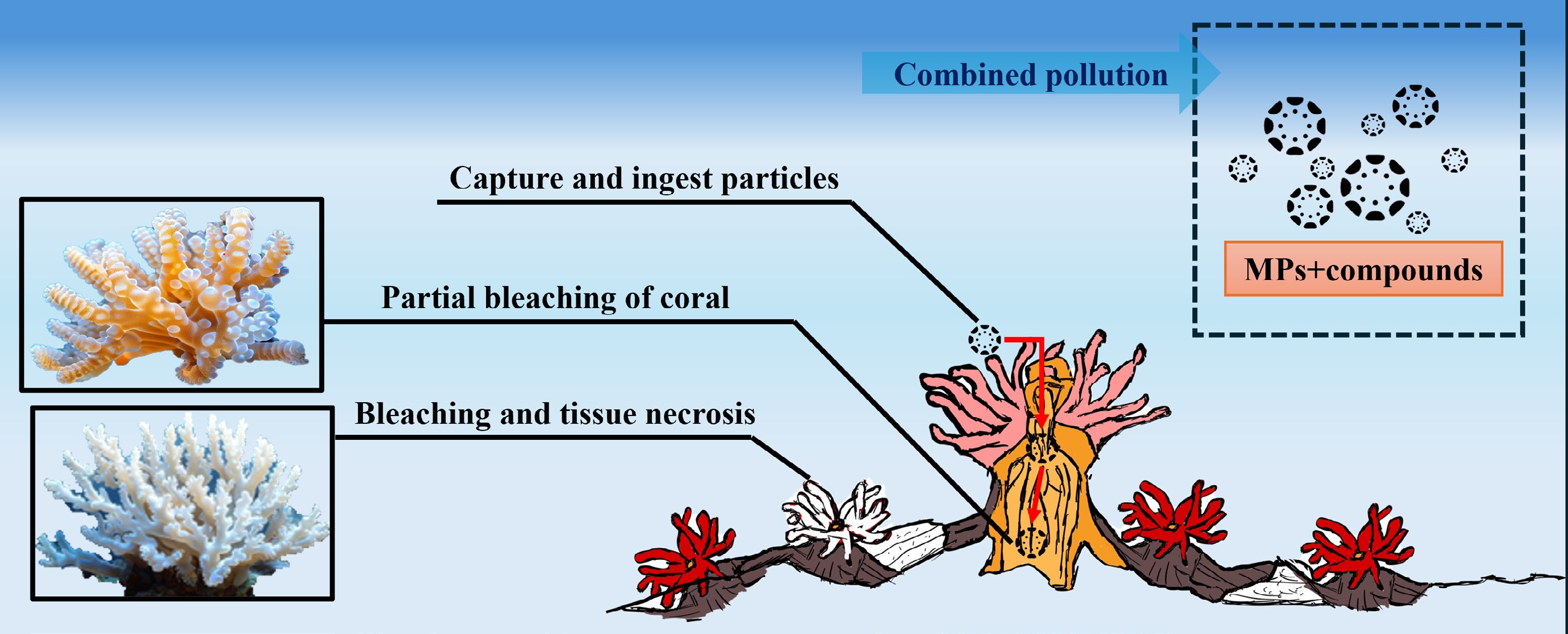 Emerging contaminants in coral reef ecosystems environmental occurrence ...