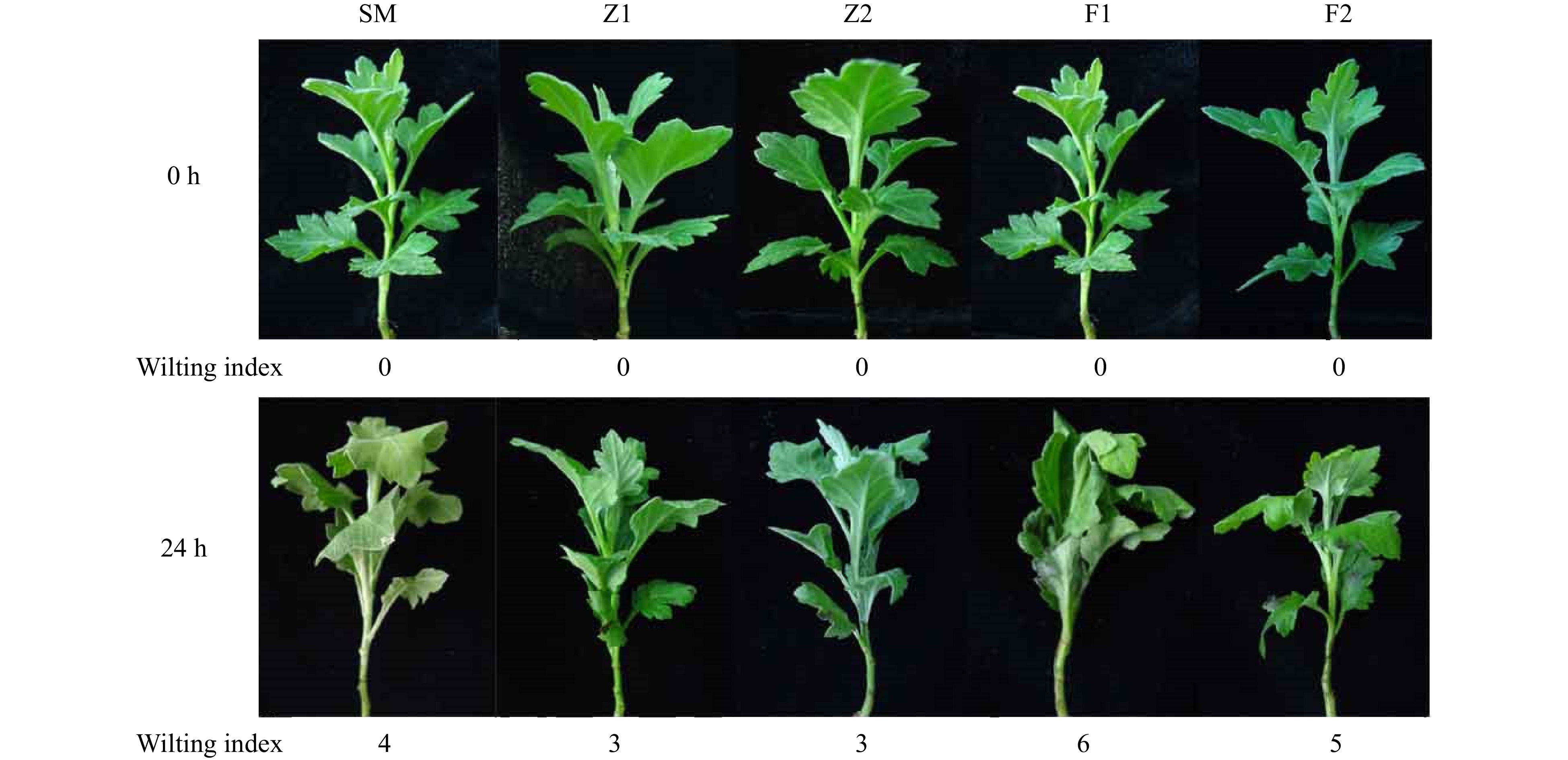 Constitutive expression of a chrysanthemum phospholipase D α gene in