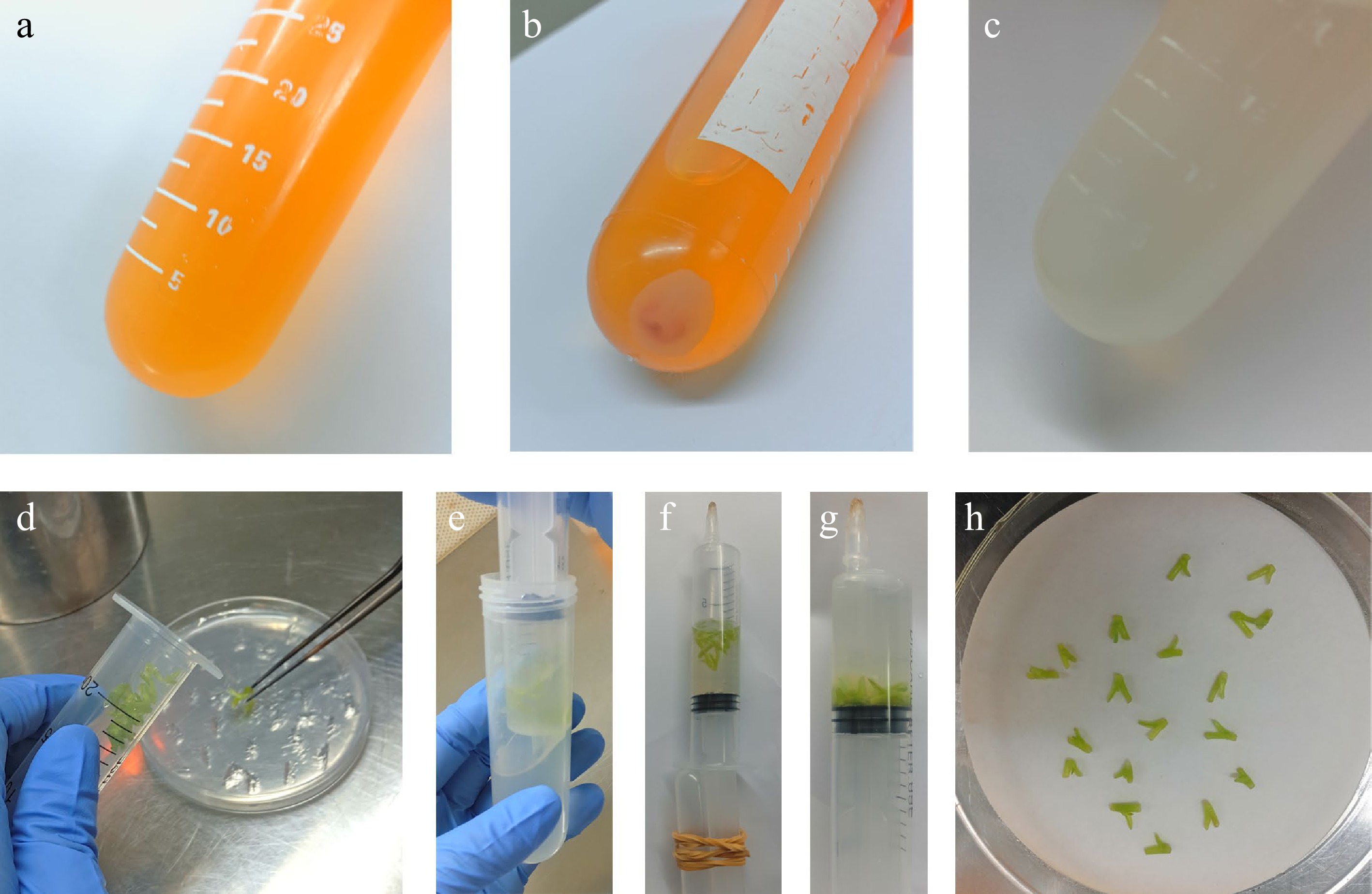 Highefficiency Agrobacterium mediated transformation of chrysanthemum