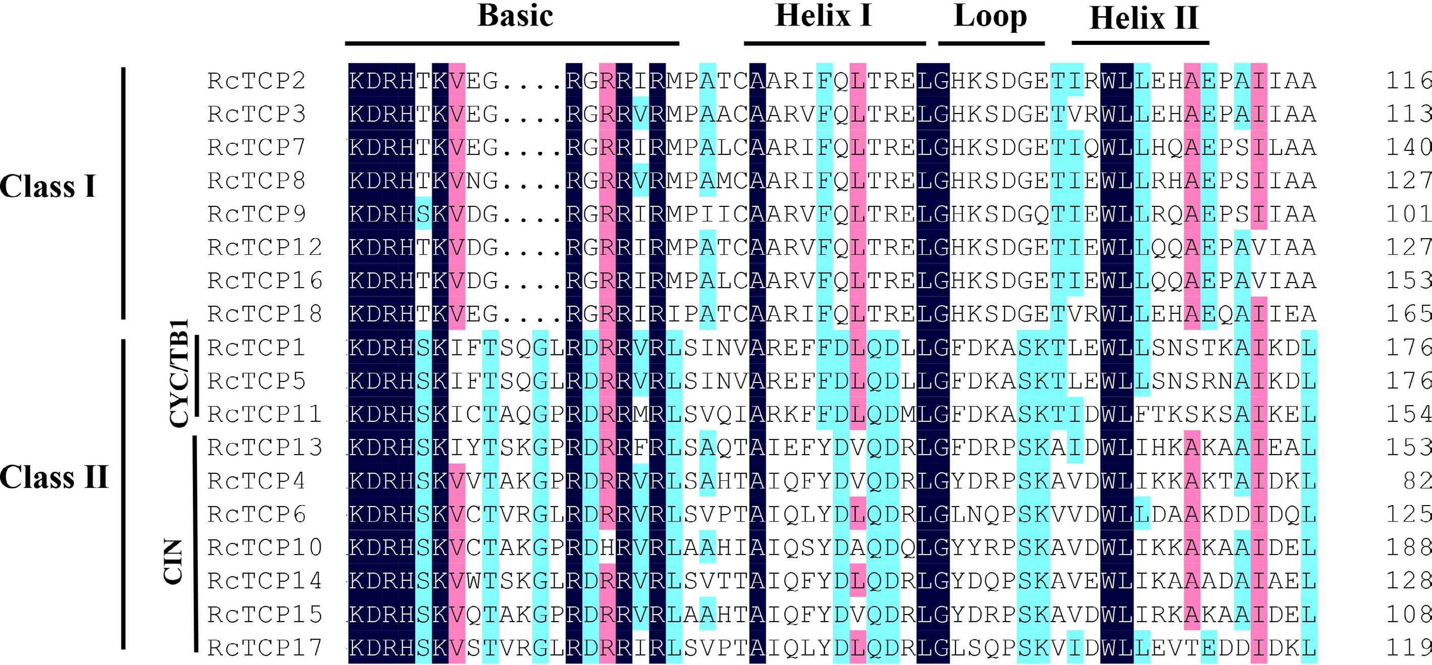 Genome-wide identification and analysis of TCP transcription factor ...