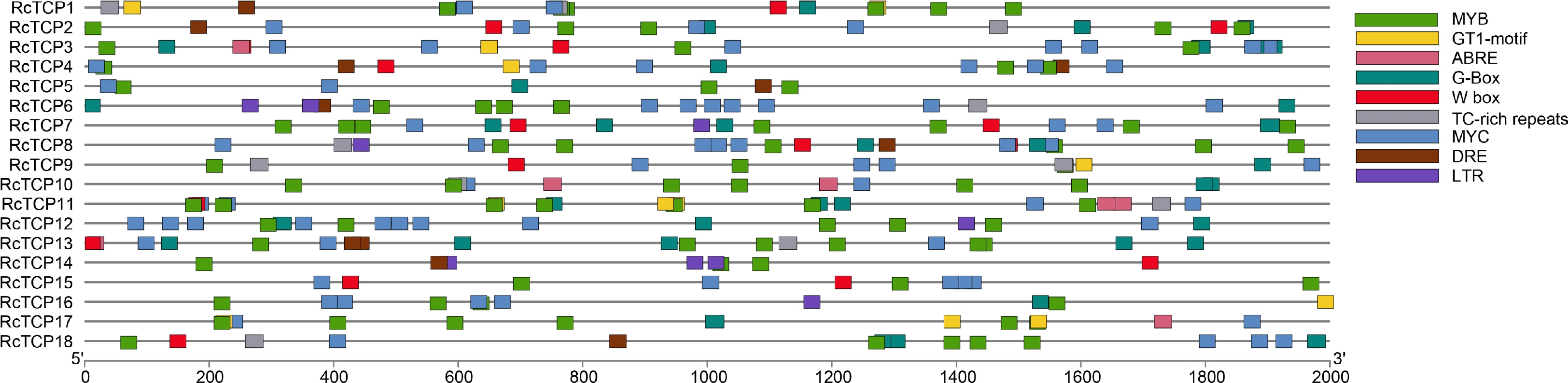 Genome-wide identification and analysis of TCP transcription factor ...