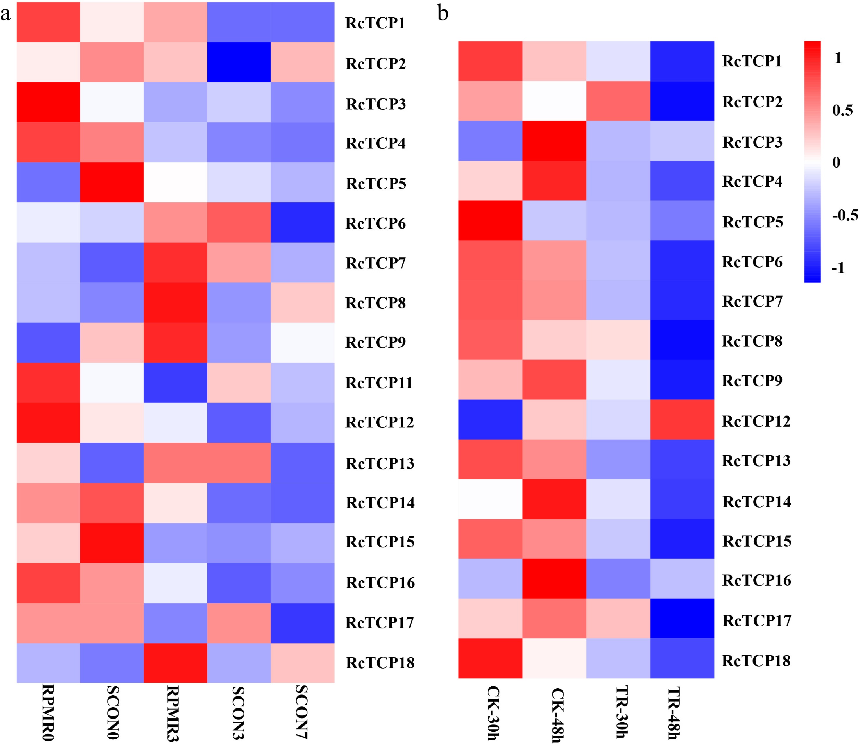 Genome-wide identification and analysis of TCP transcription factor ...