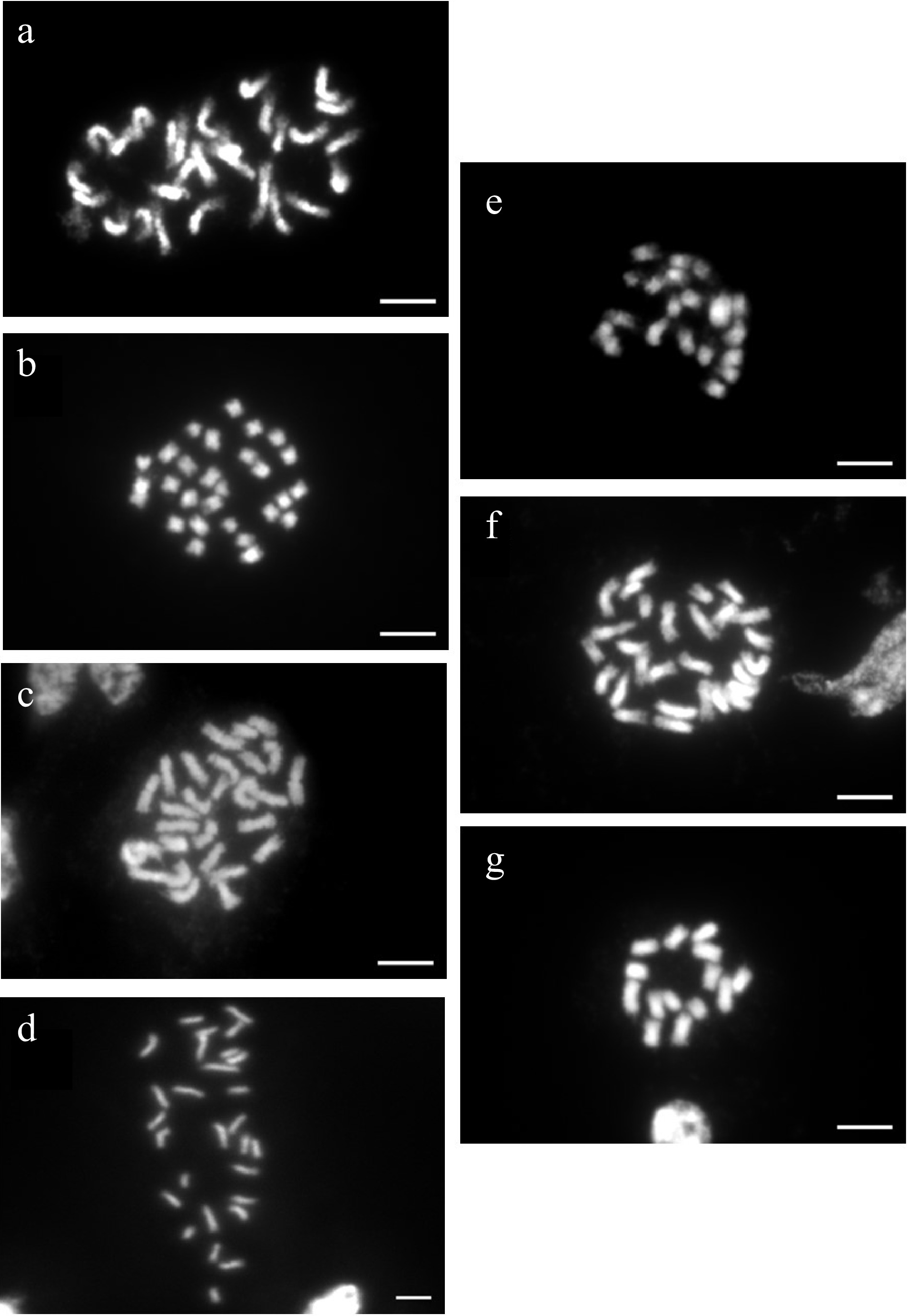 Cytogenetics, Ploidy, And Genome Sizes Of Rose ( Rosa Spp .) Cultivars ...