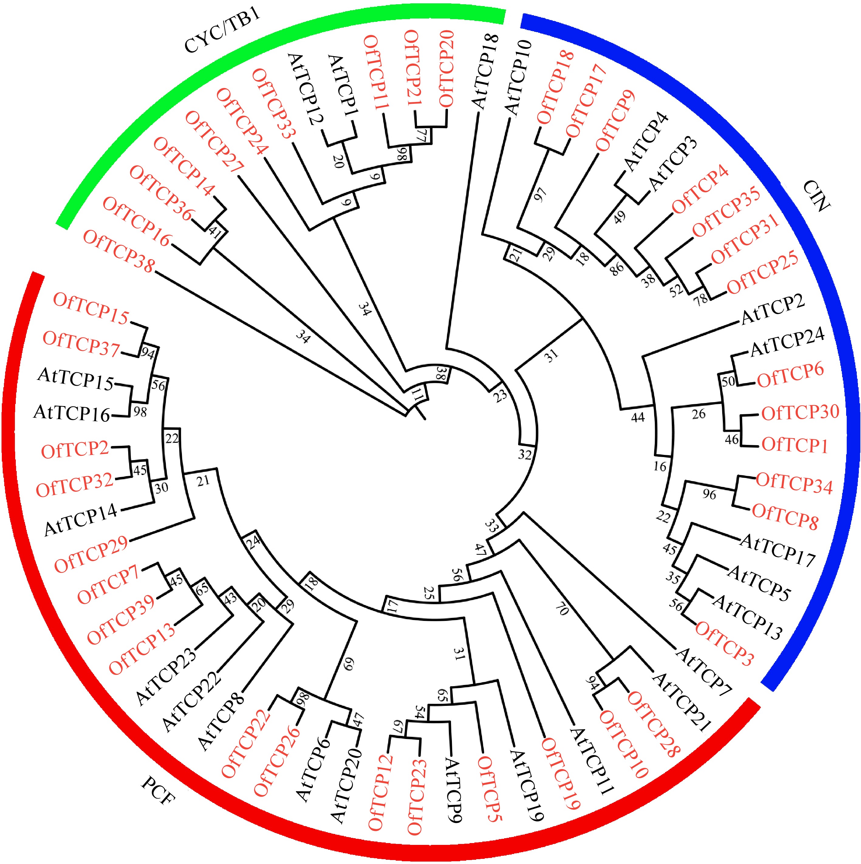 Genome-wide analysis of TCP gene family in Osmanthus fragrans reveals a ...