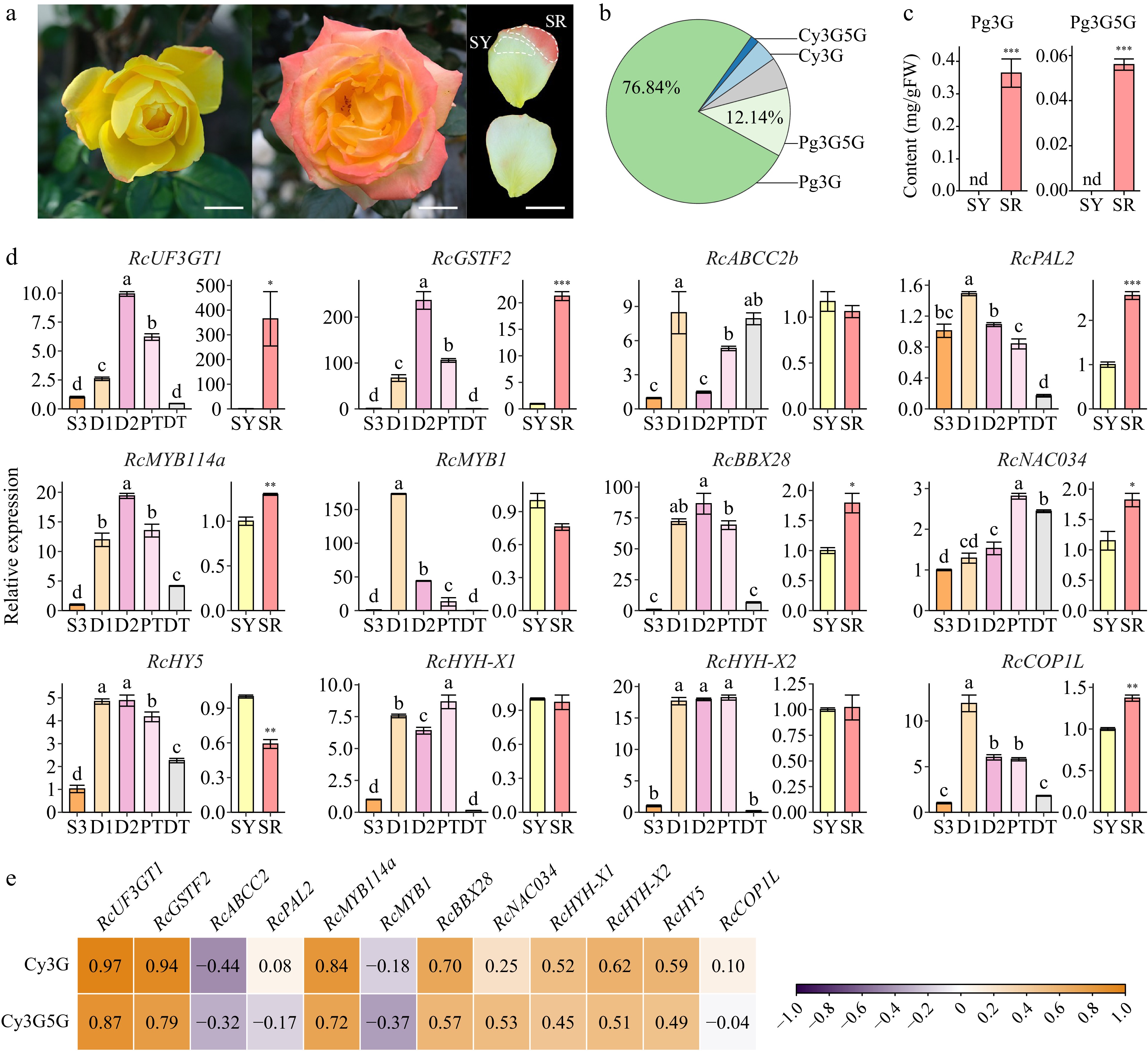 Anthocyanin contents and molecular changes in rose petals during the ...