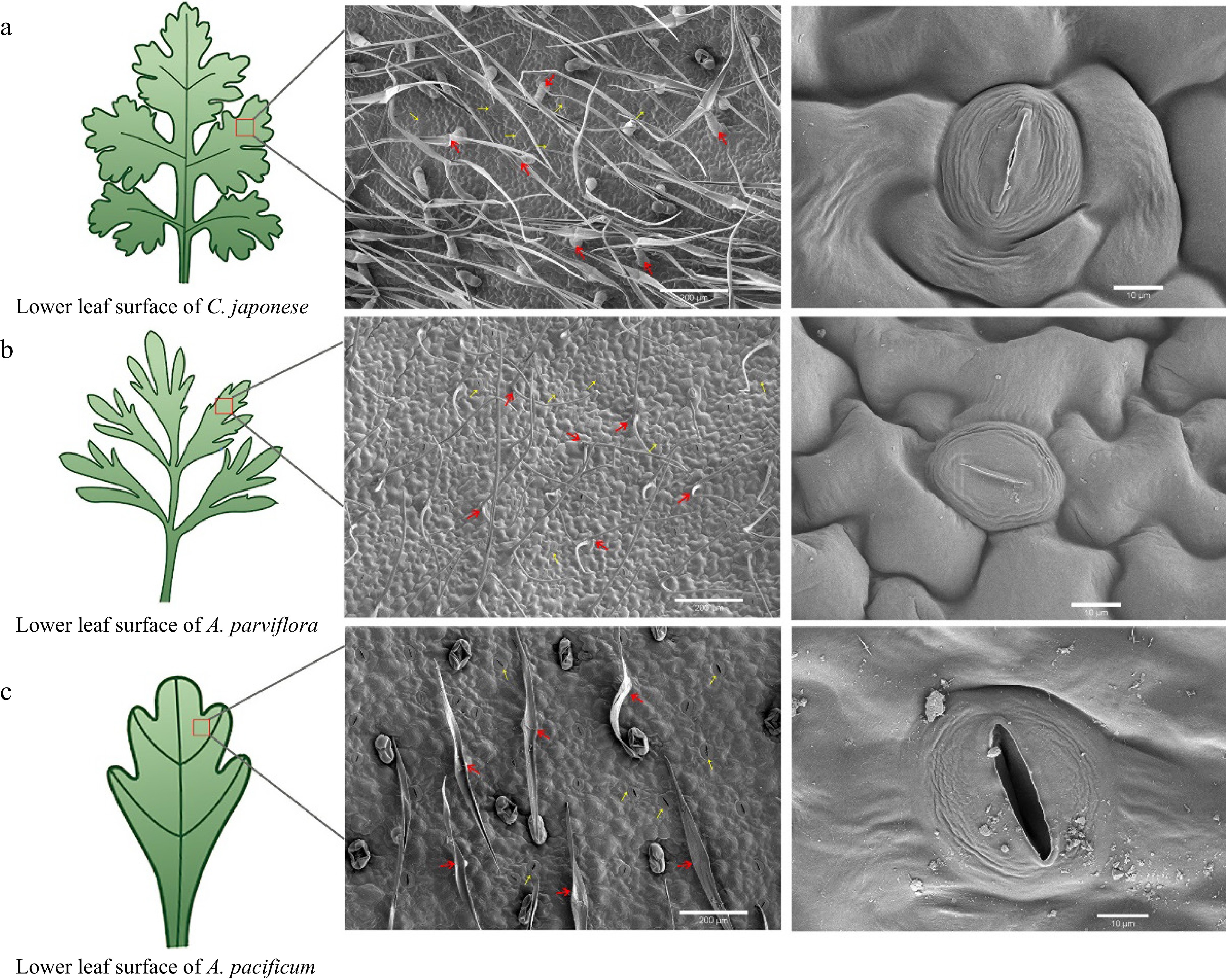 Author Correction Genetic resources resistant to black spot ...