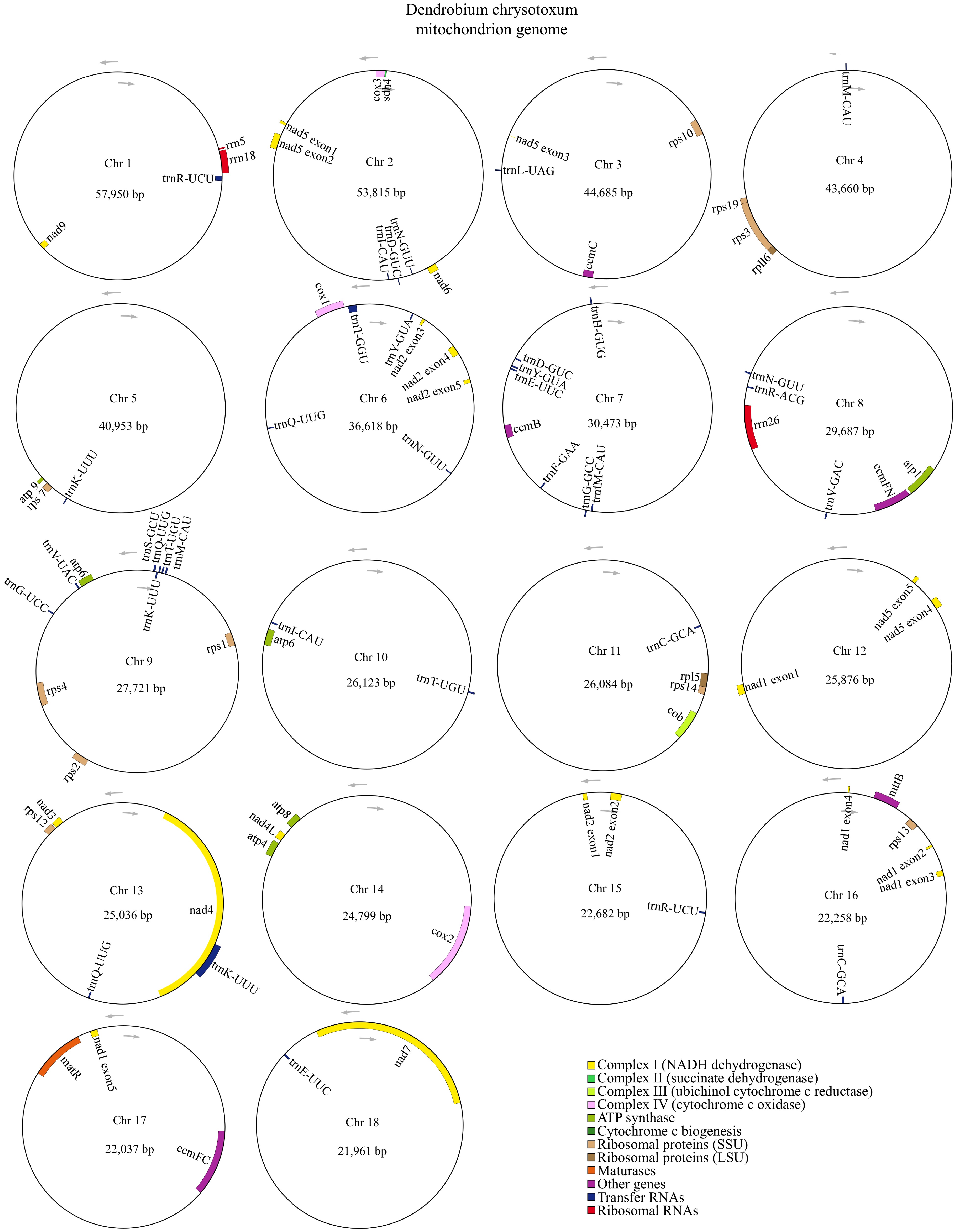 A comprehensive analysis of the complete Dendrobium chrysotoxum ...