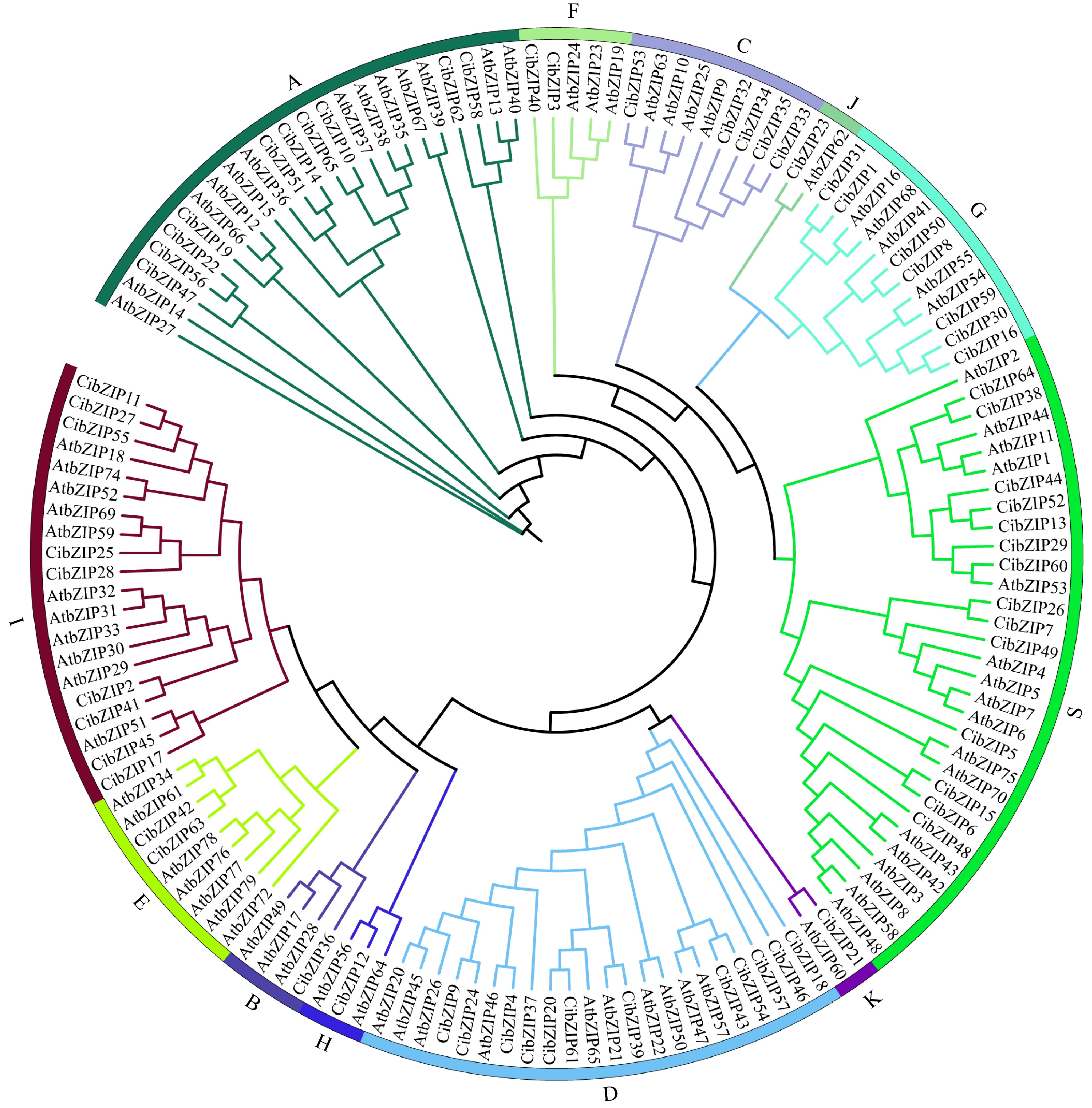 Genome-wide identification and expression profiling of the bZIP gene ...