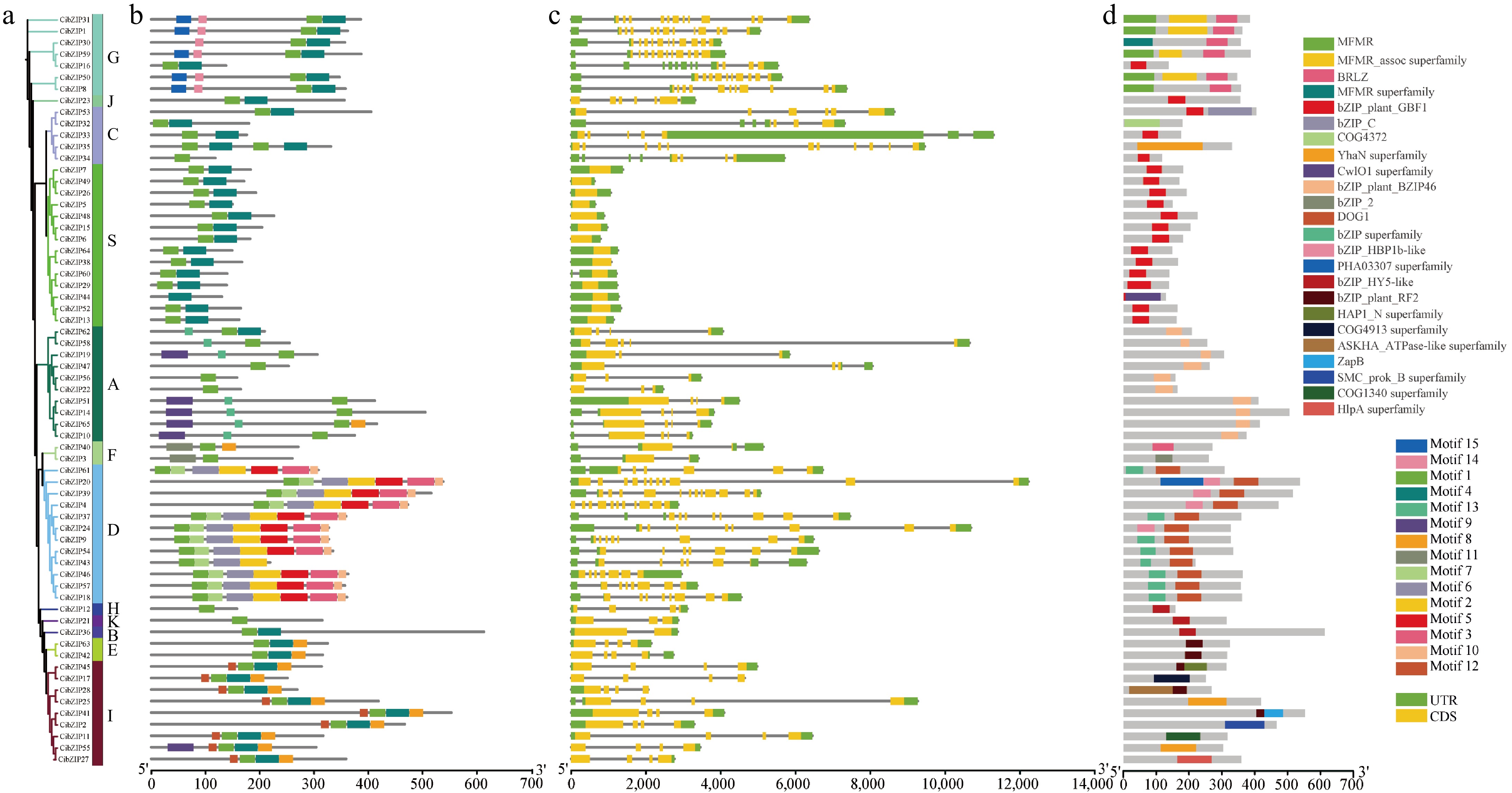 Genome-wide identification and expression profiling of the bZIP gene ...