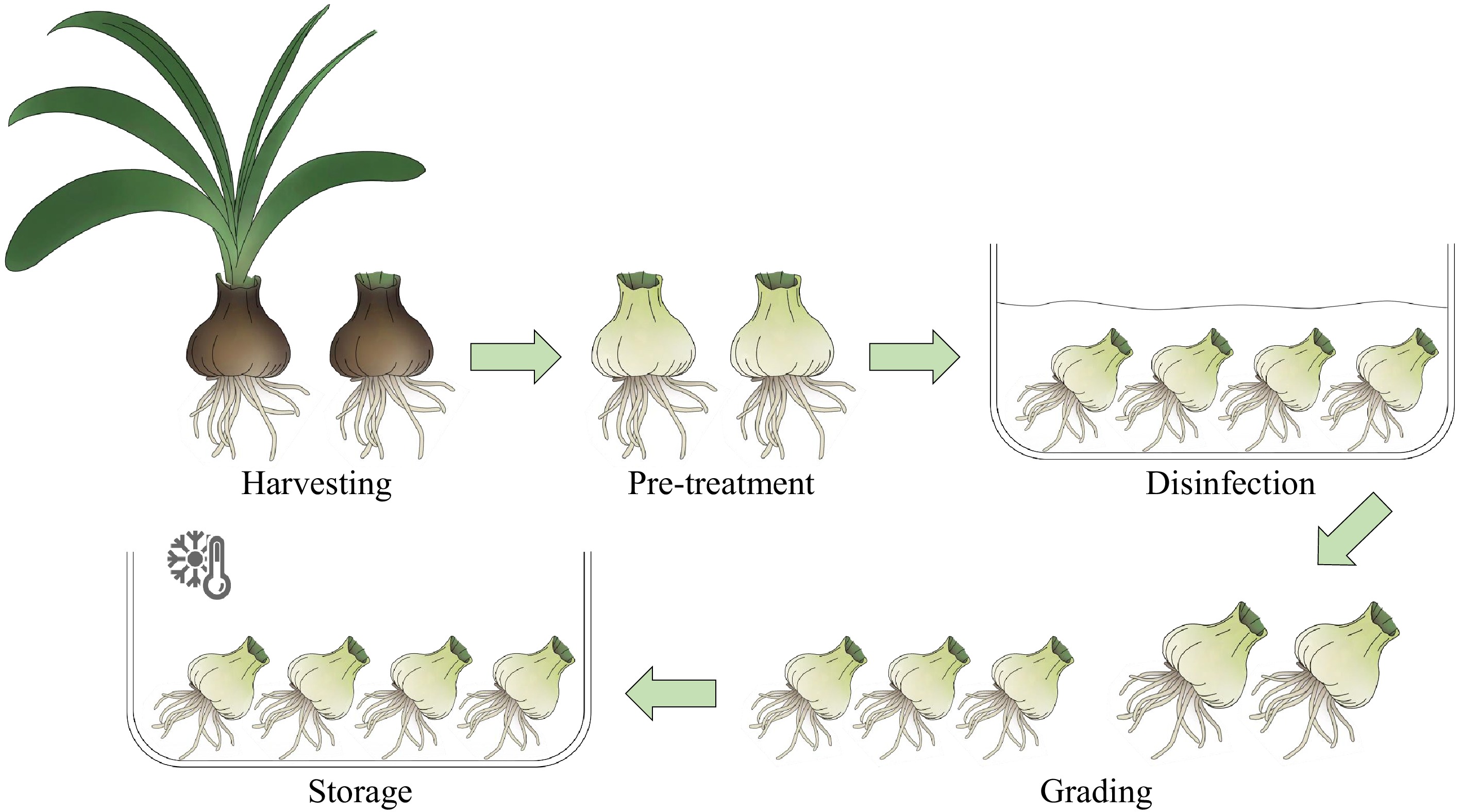 Bulbs Development From bulb development to postharvest treatments: advances in ...