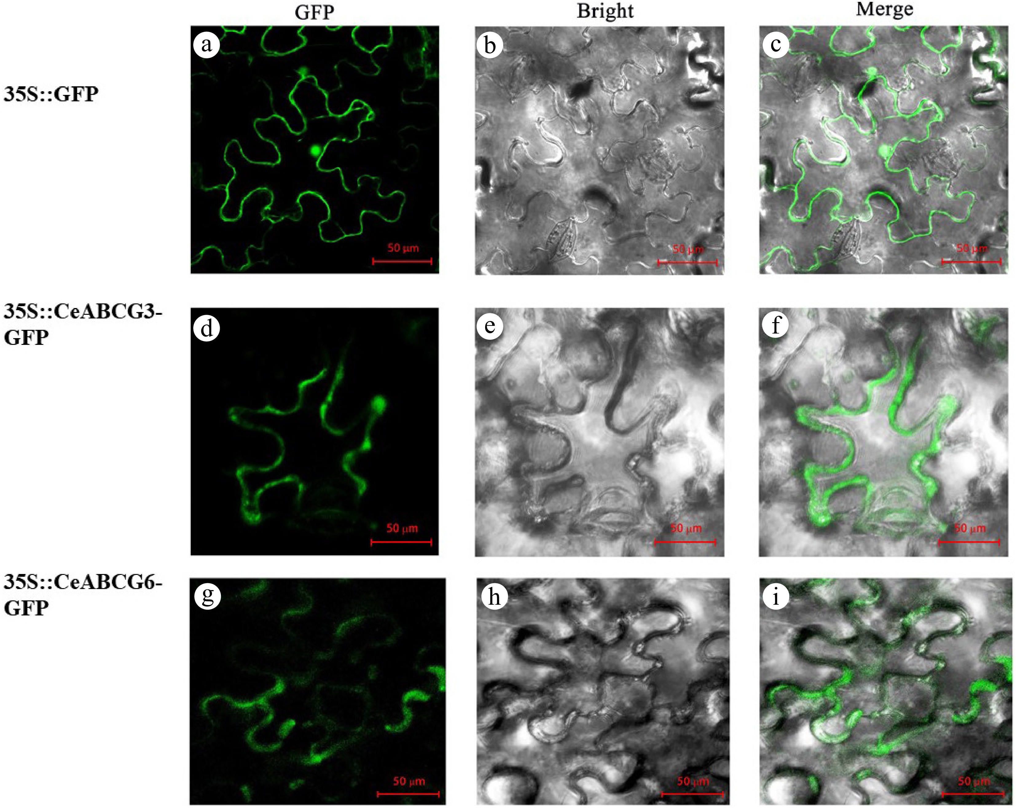 Floral cell discrepancy and CeABC subgroup member expression induction ...