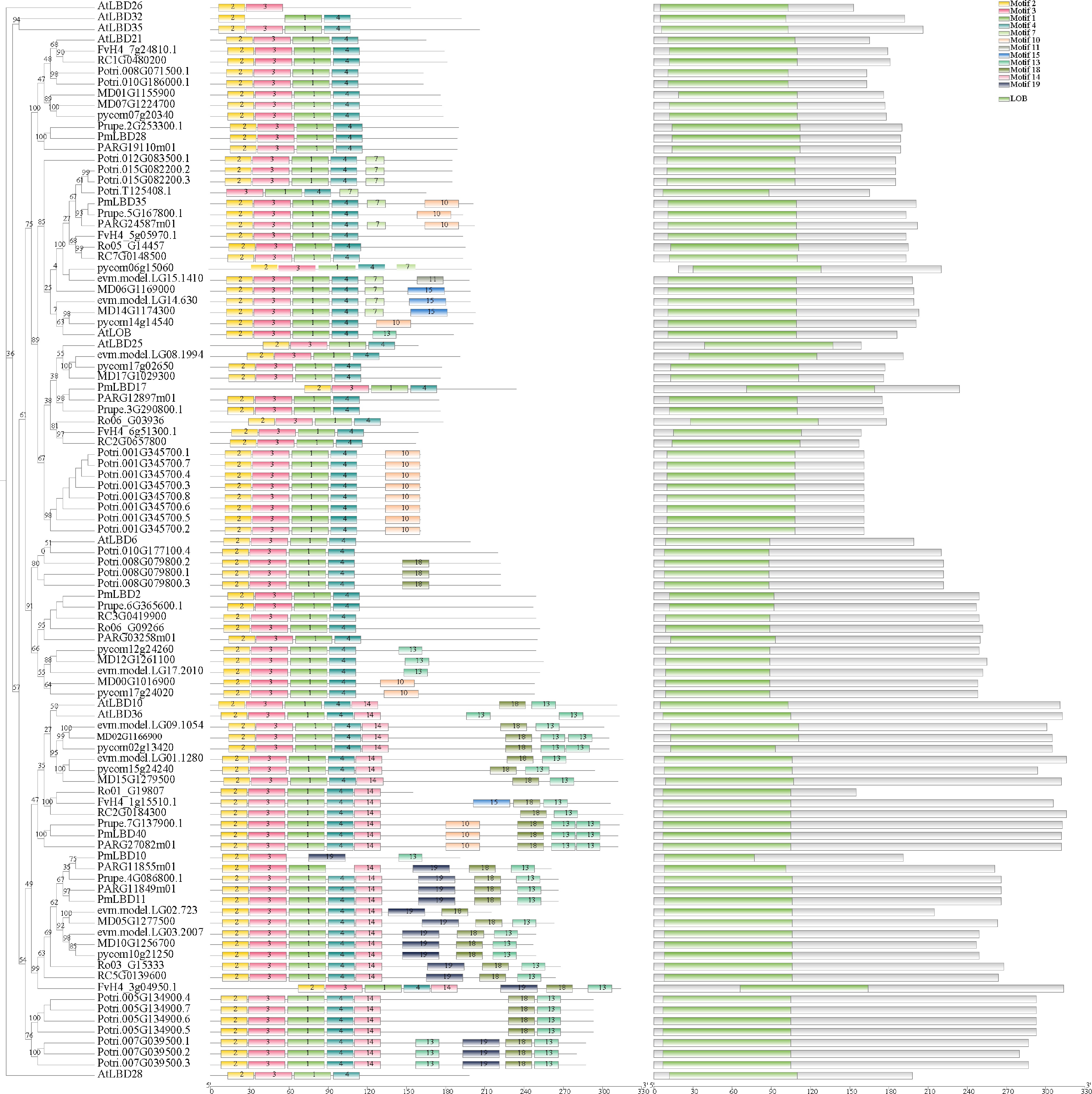 Genome-Wide Identification and Characterization of the Lateral Organ ...