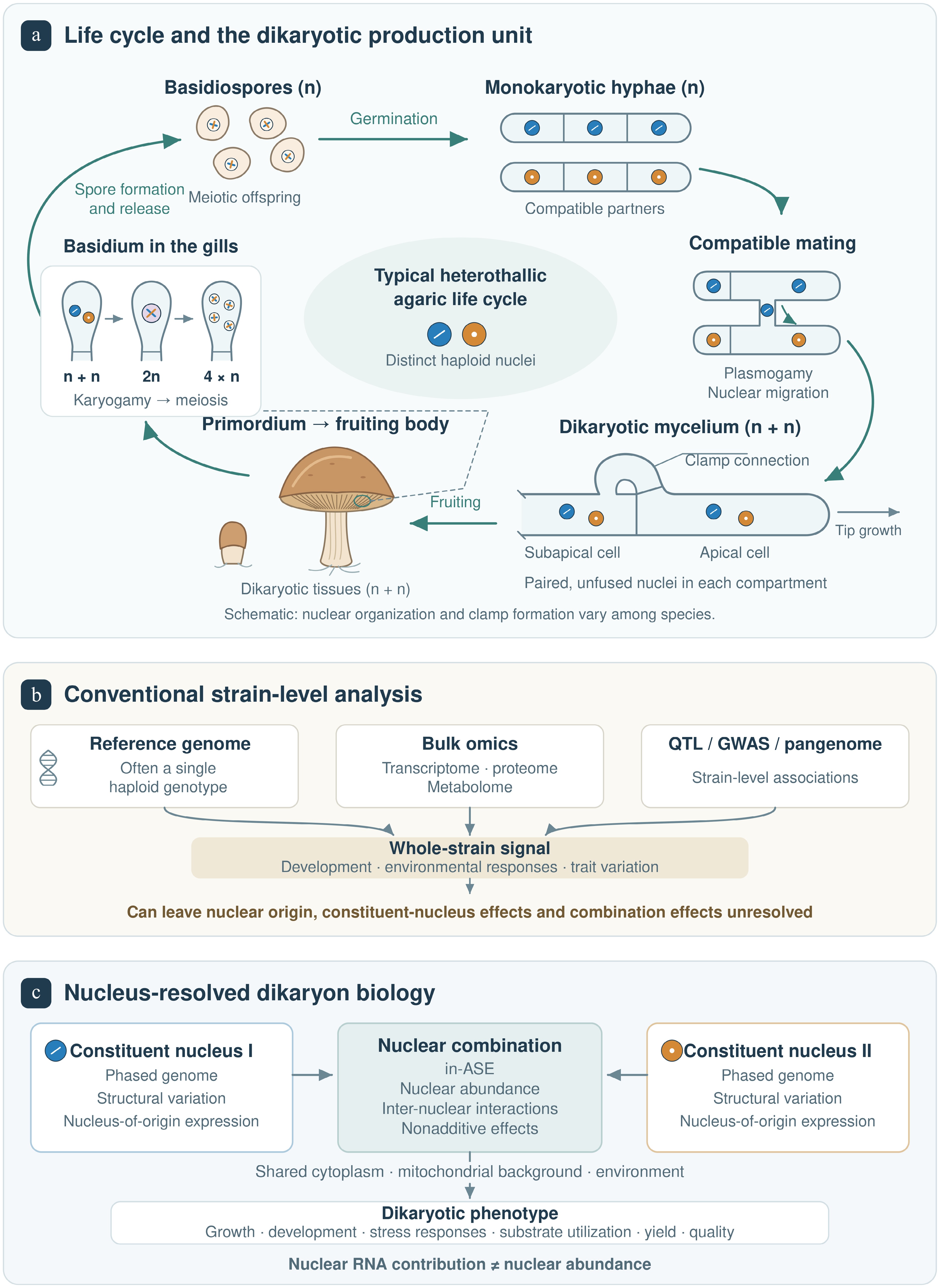From omics to dikaryon biology reframing the research paradigm in ...