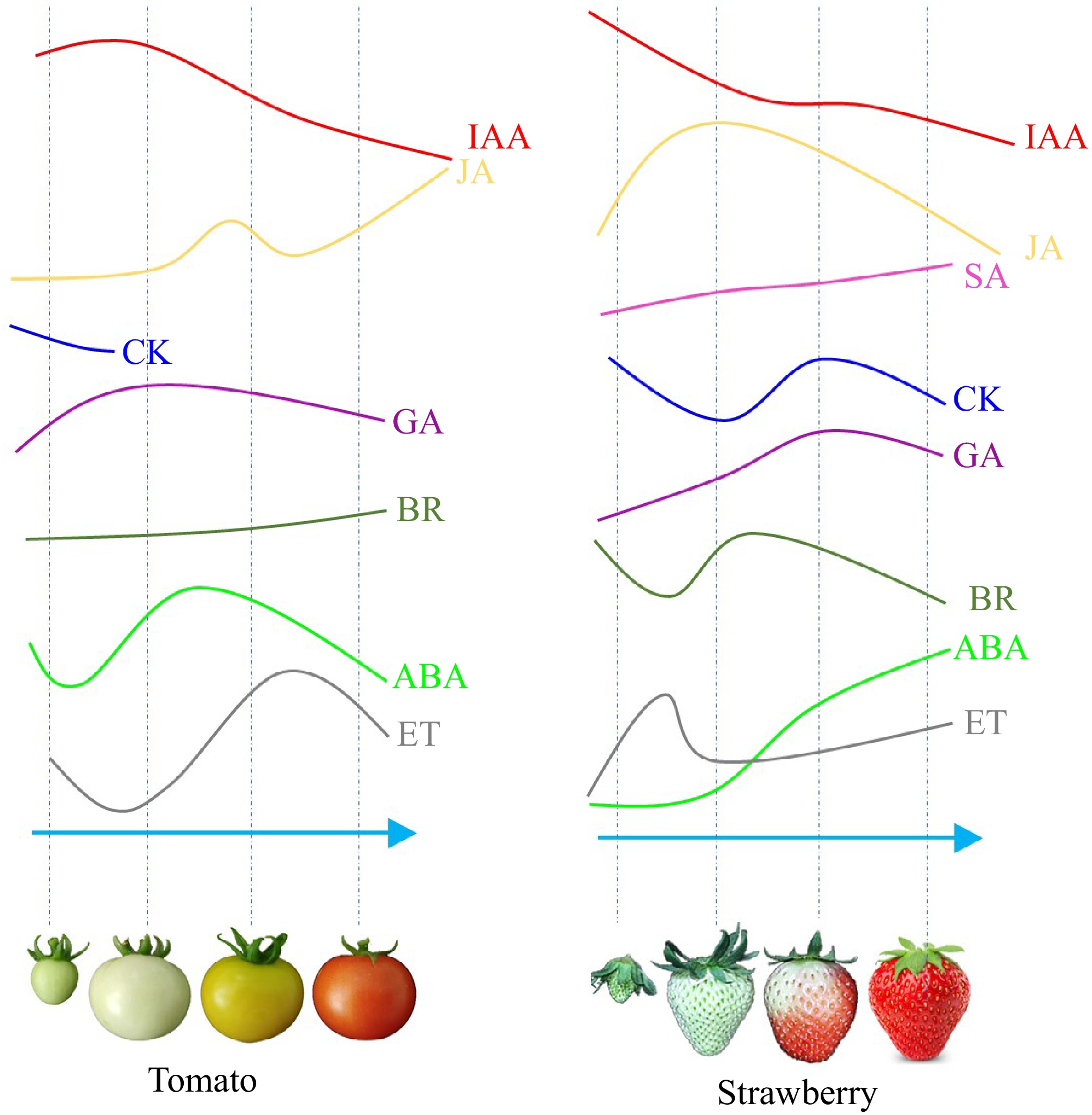 Phytohormone cross-talk during fruit ripening linked biosynthesis and ...
