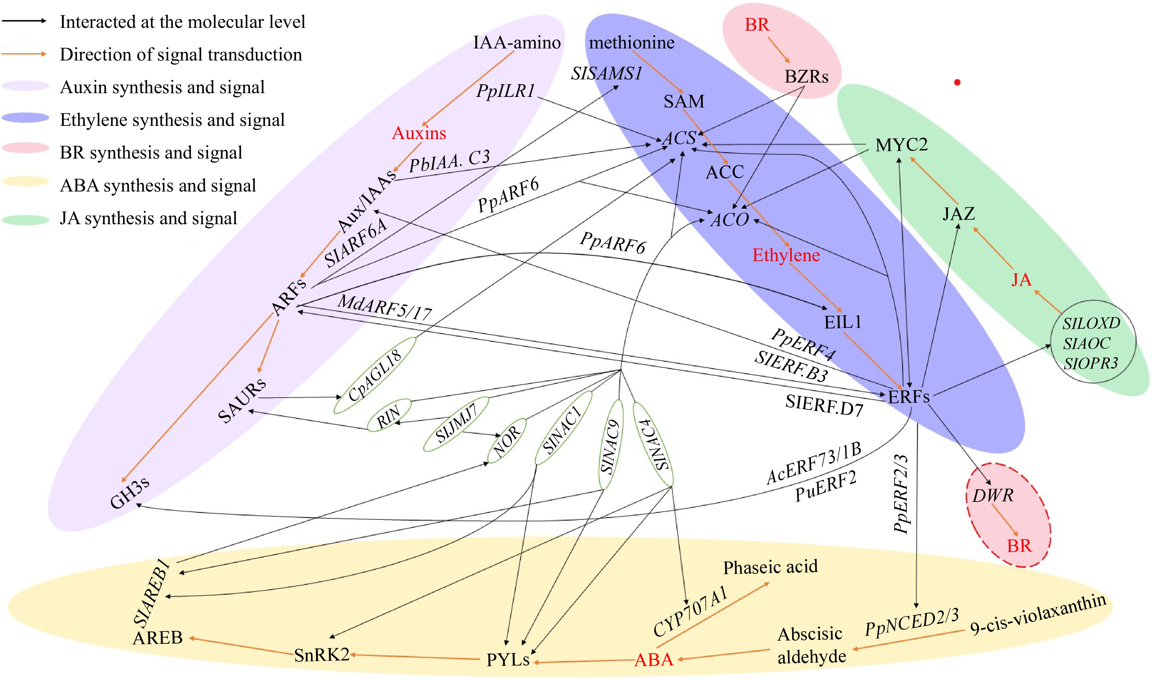 Phytohormone cross-talk during fruit ripening linked biosynthesis and ...