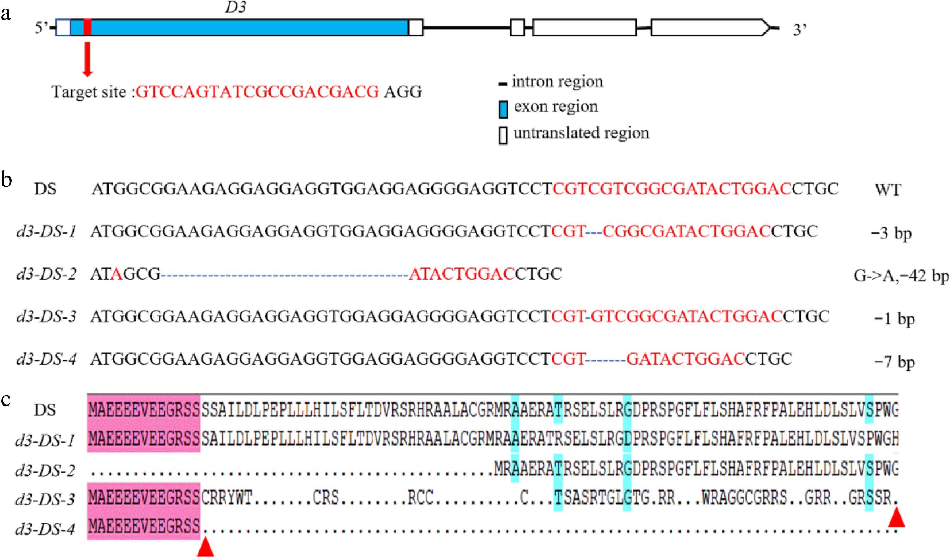 D18 Gene Rice Genome editing of the D3 gene improves plant architecture and disease ...