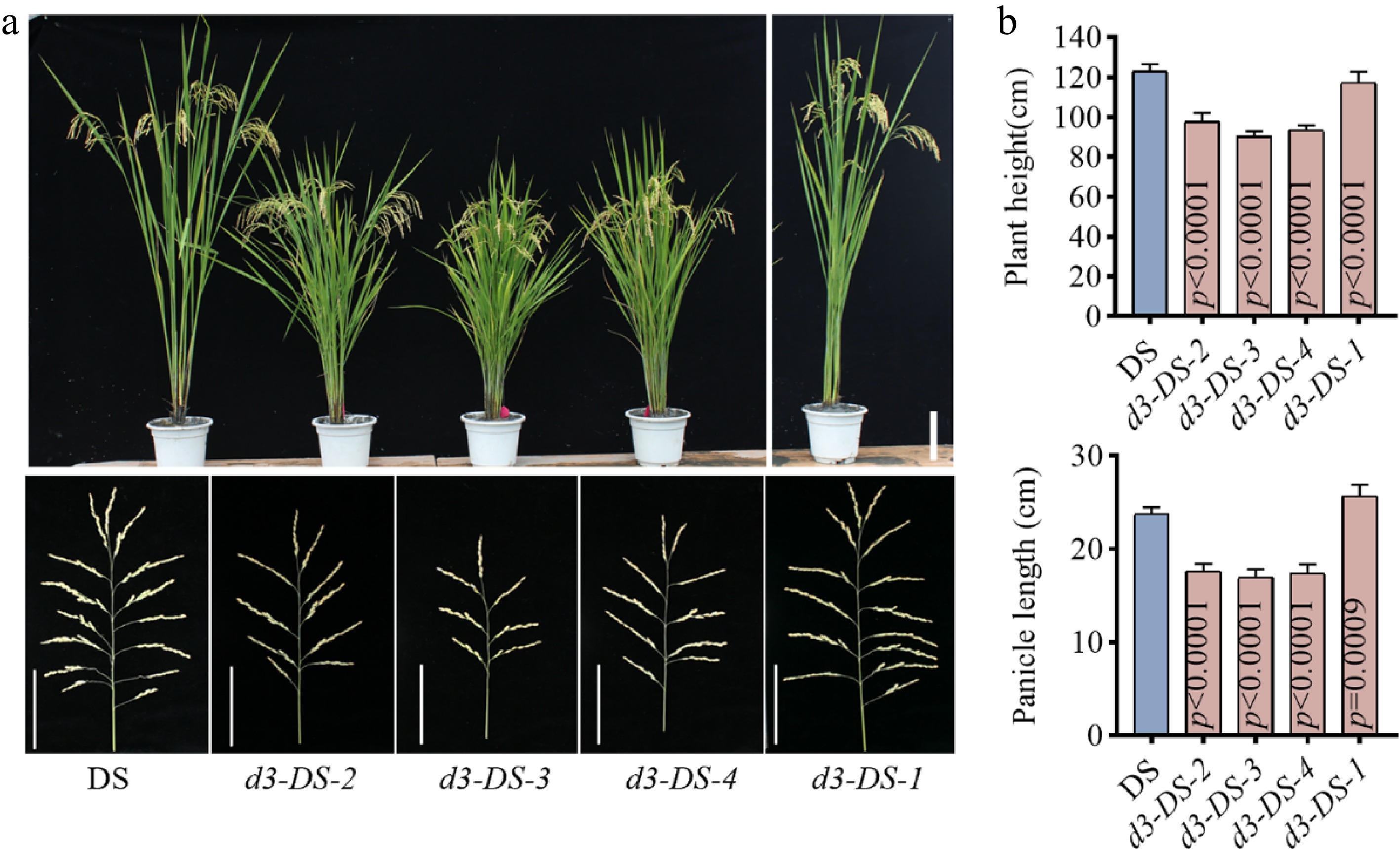 Genome editing of the D3 gene improves plant architecture and disease ...