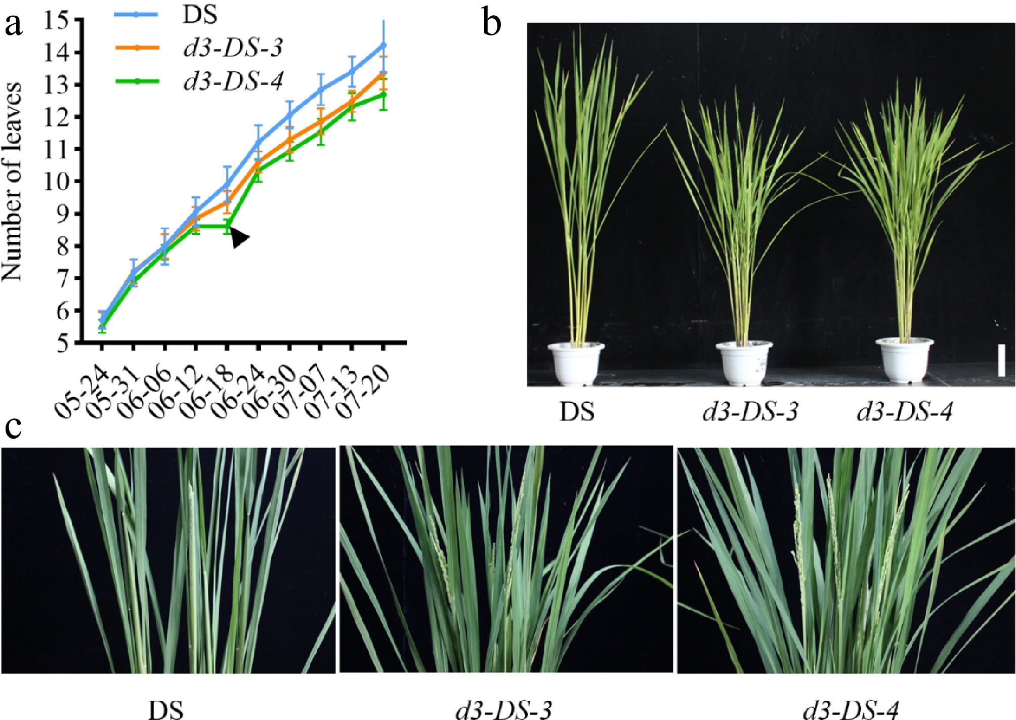 D53 Mutant Rice Genome editing of the D3 gene improves plant architecture and disease ...