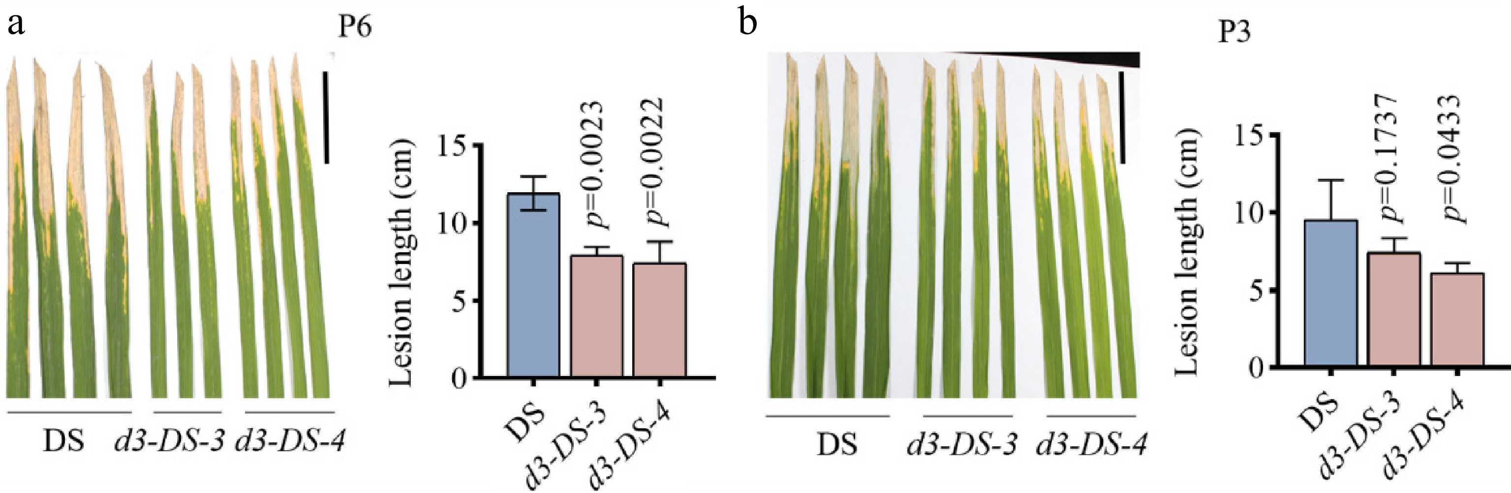 D53 Mutant Rice Genome editing of the D3 gene improves plant architecture and disease ...