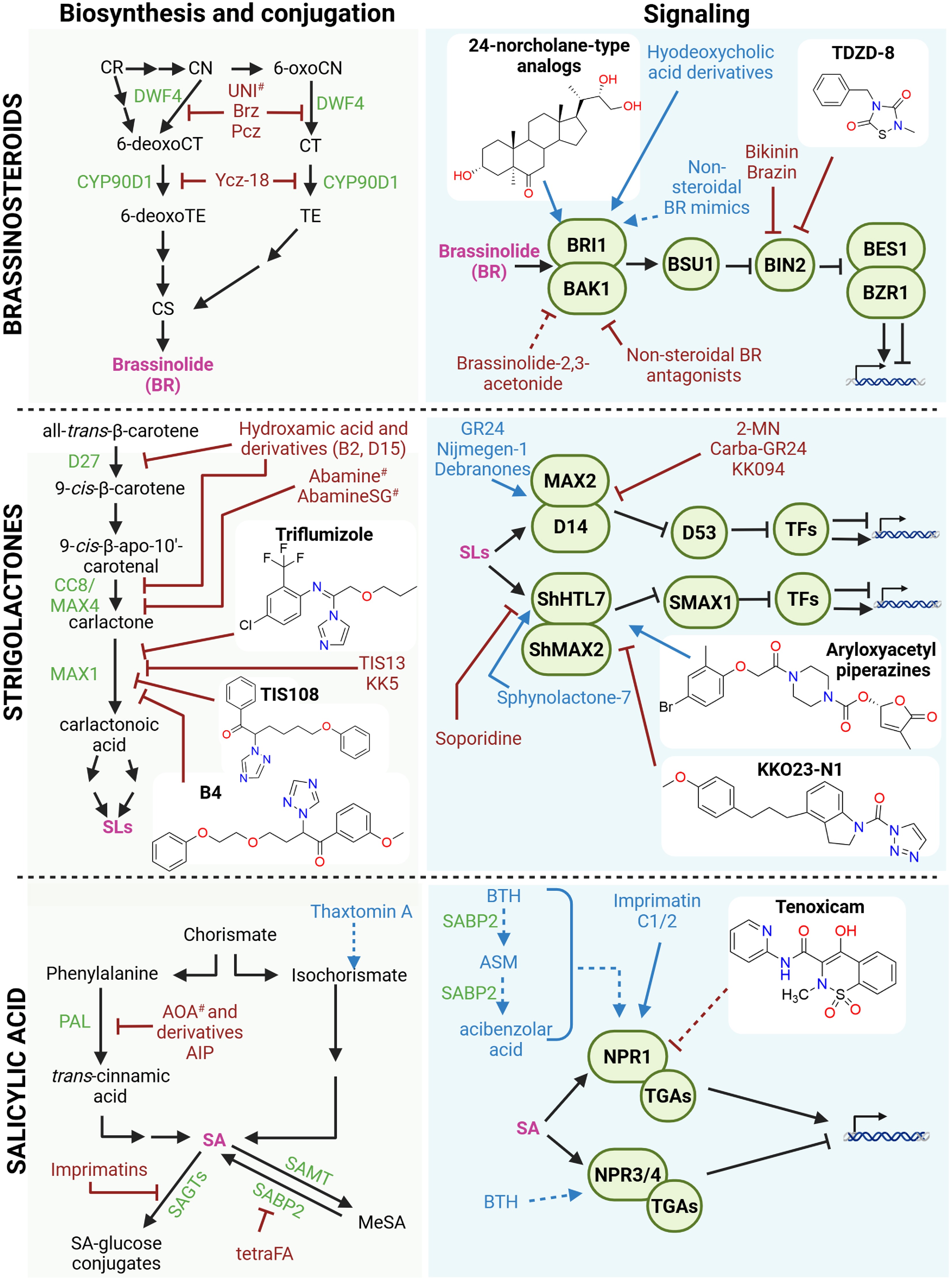 Recent advances in the chemical control of plant hormone responses