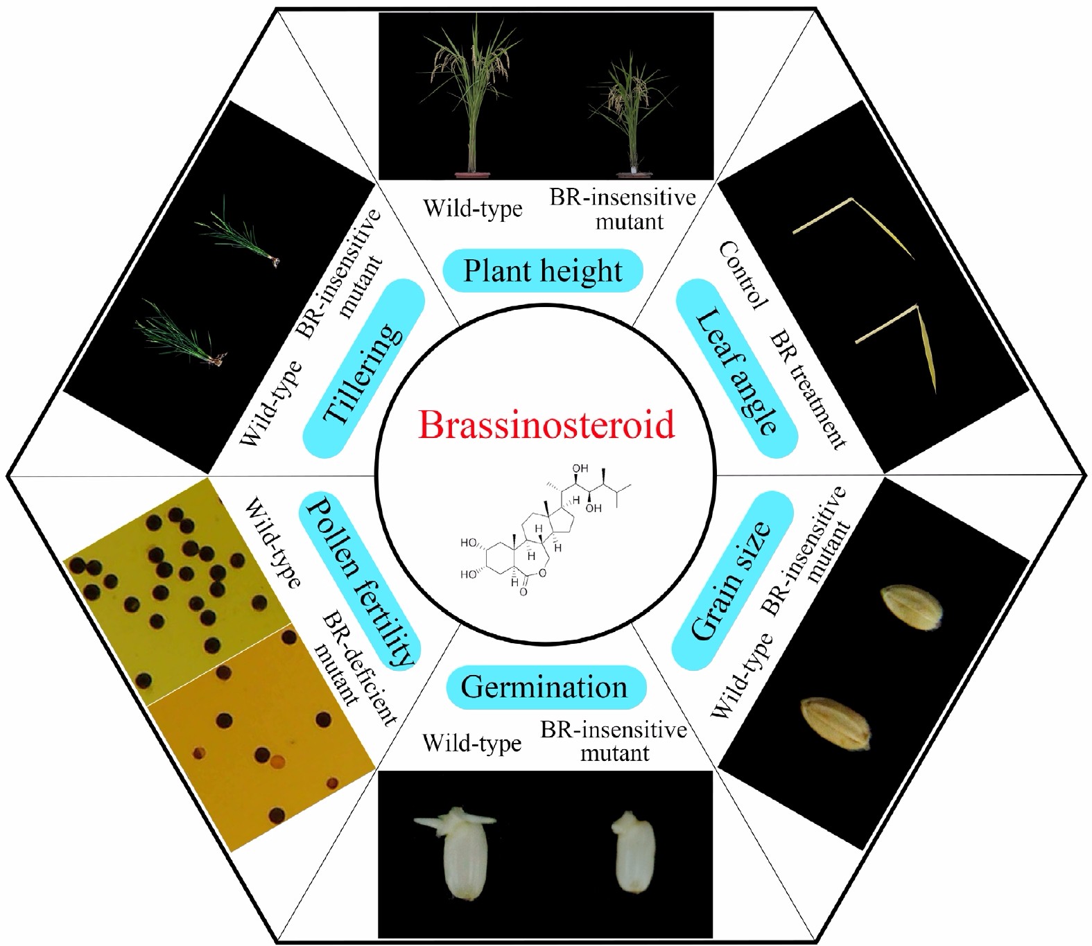 Brassinosteroid Regulation In Rice Seed Biology