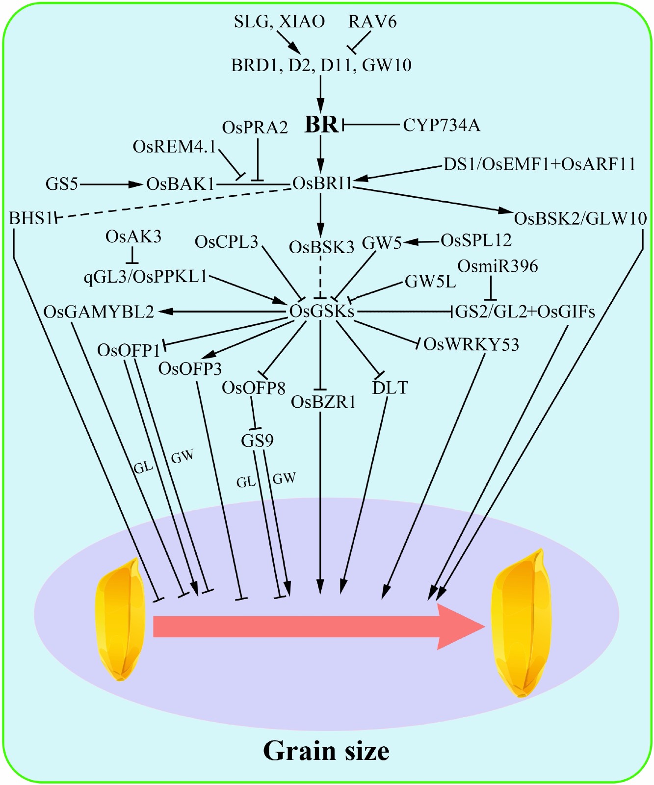 Brassinosteroid regulation in rice seed biology