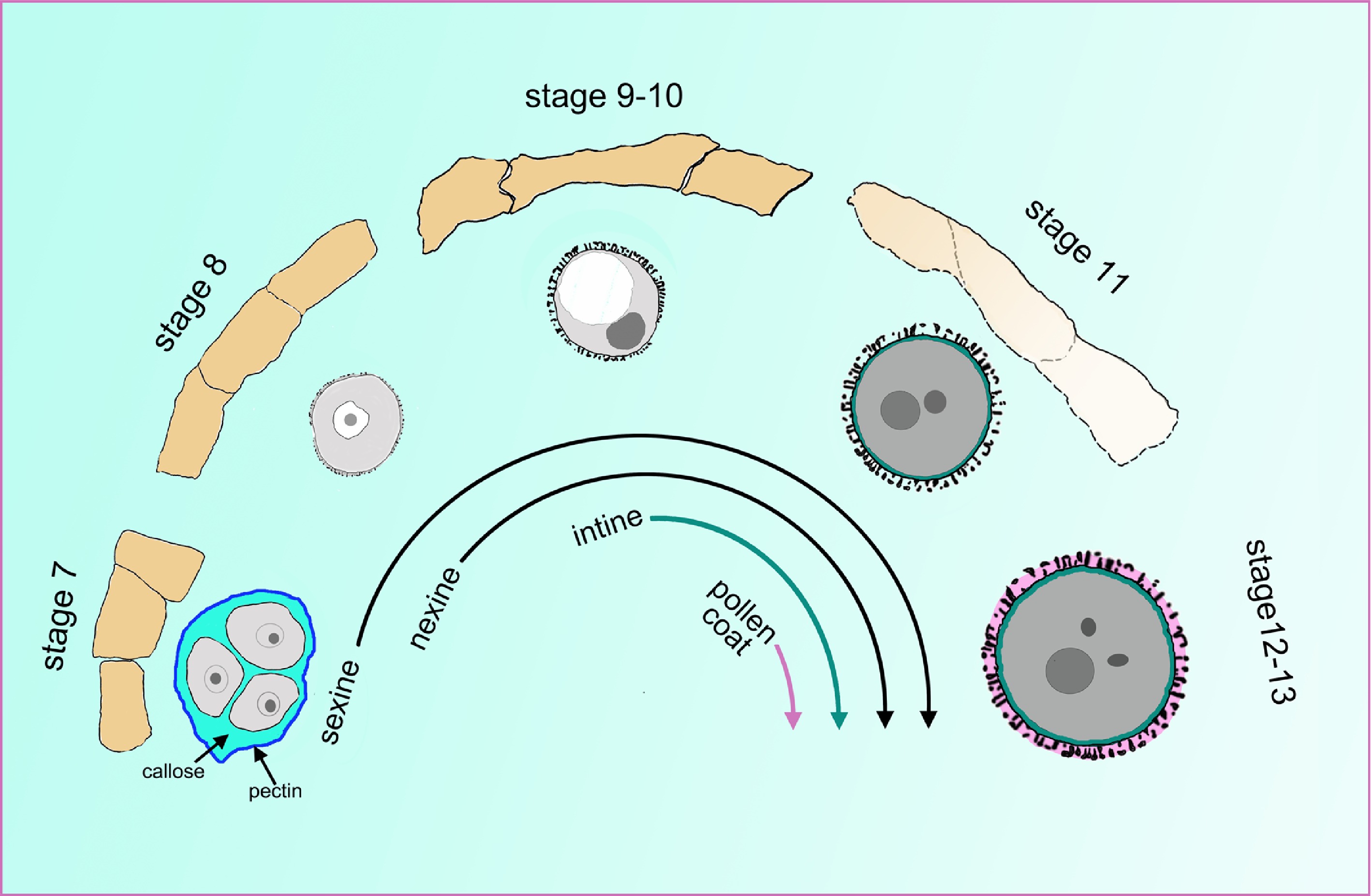 The Contributions Of Sporophytic Tapetum To Pollen Formation