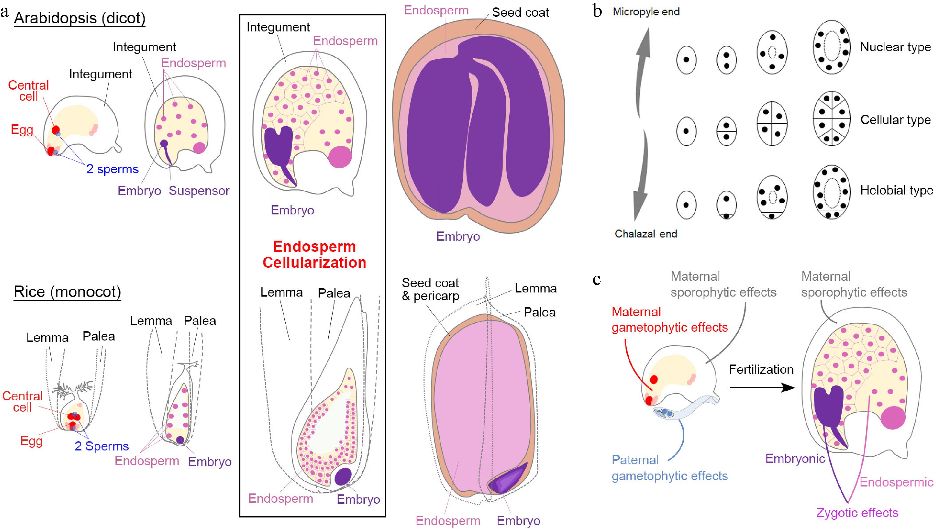 parental-regulation-of-seed-development