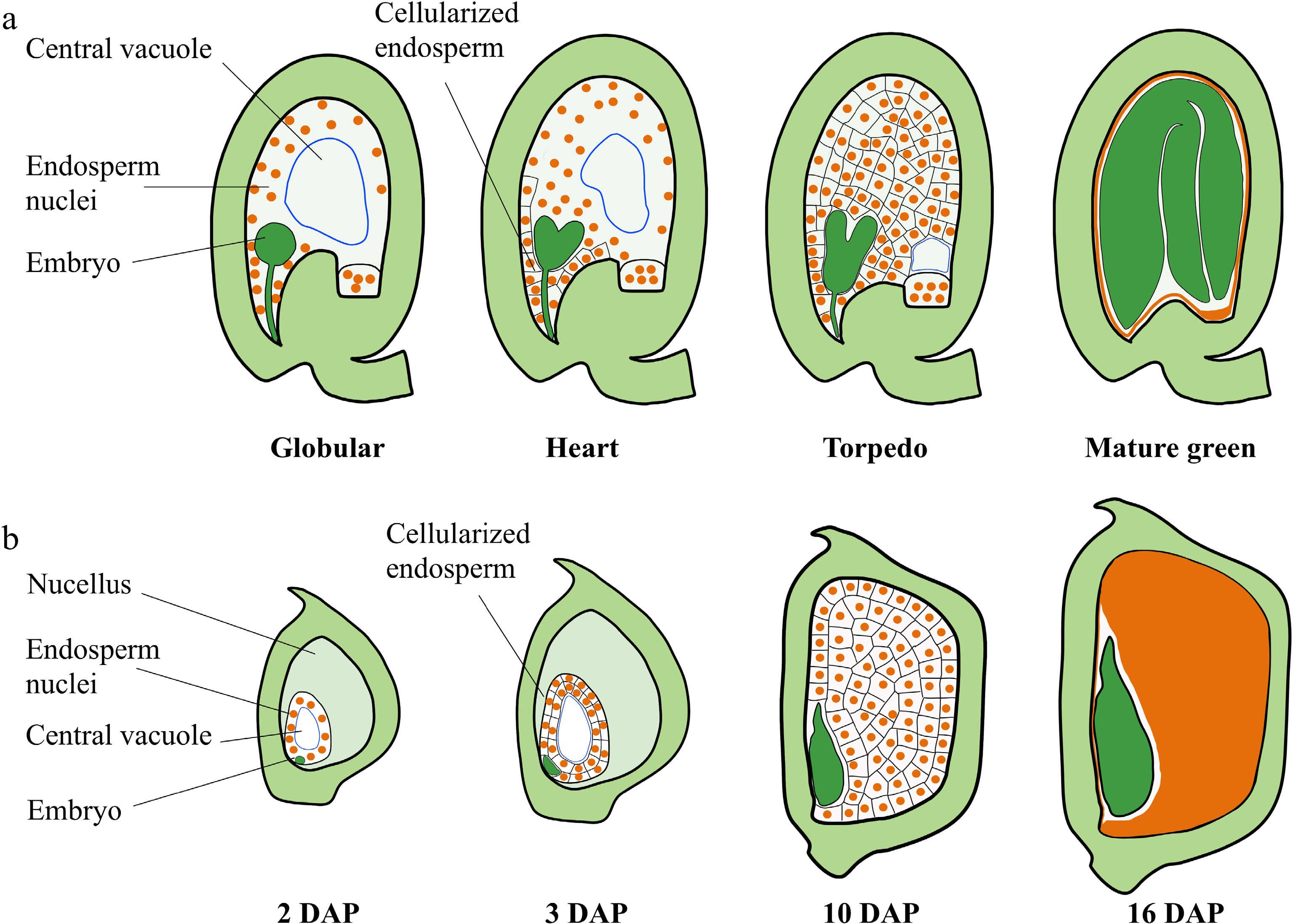 Mechanisms controlling seed size by early endosperm development