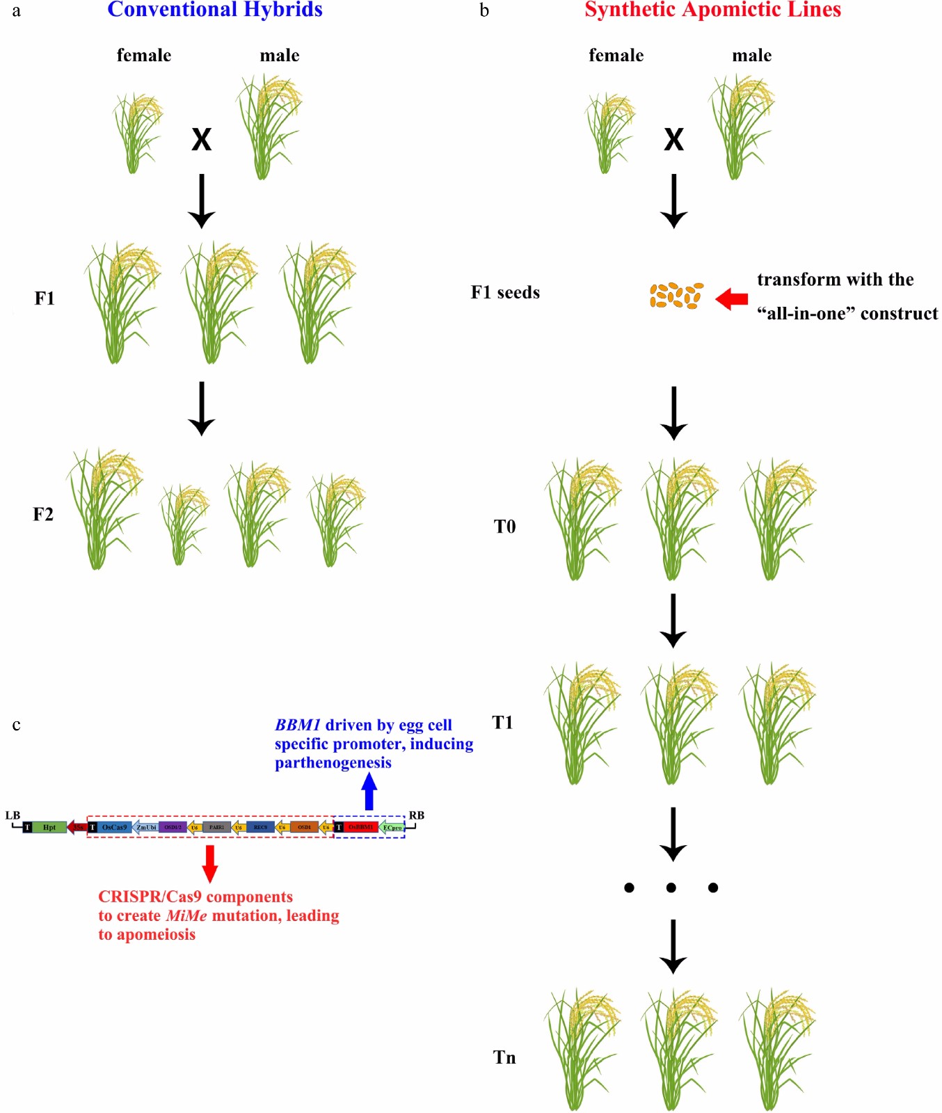 Hybrid Biology