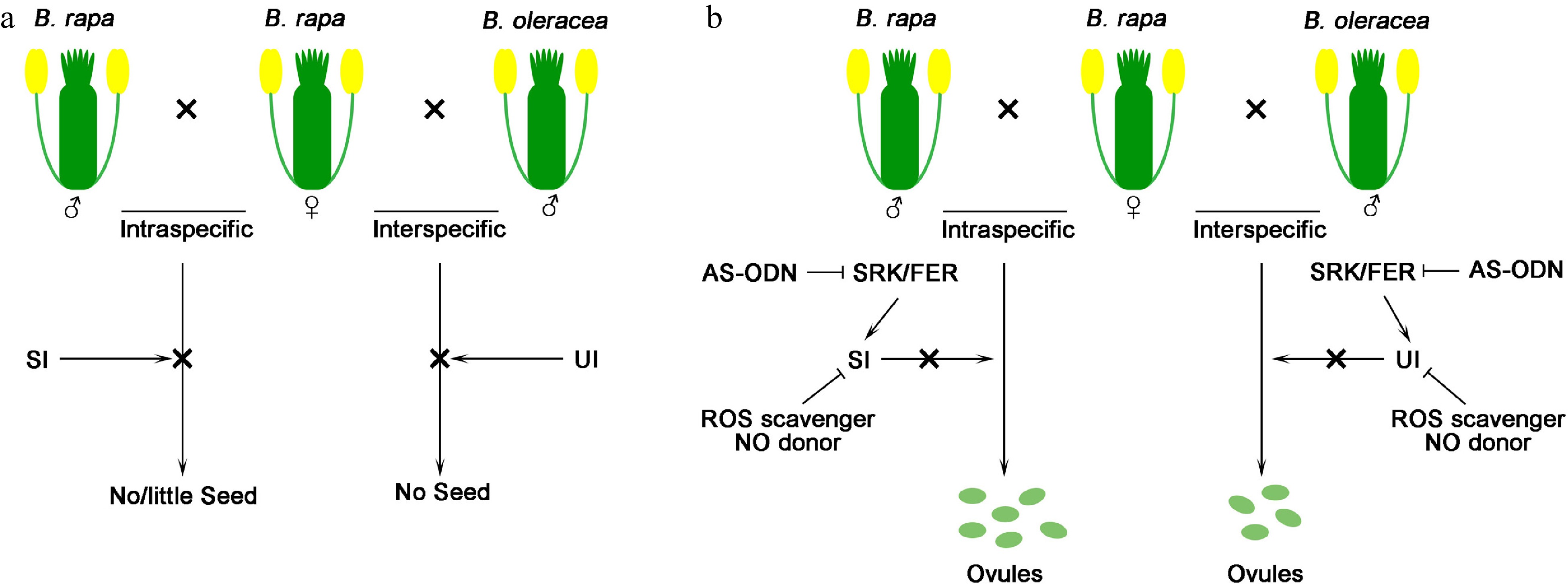 Stigma receptors function as barriers between intraspecies and ...