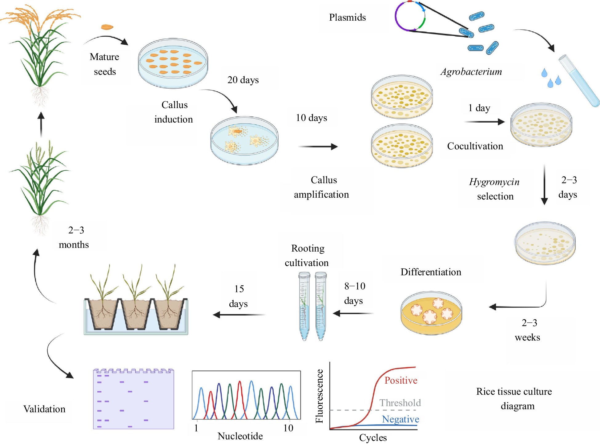 Agrobacterium -mediated transformation efficiency and grain phenotypes ...