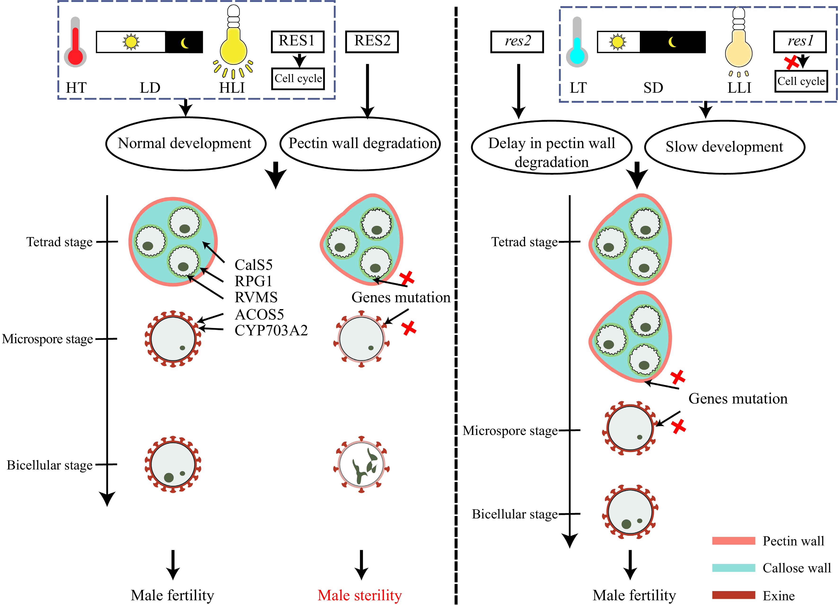 Molecular mechanisms underlying plant environment-sensitive genic male ...