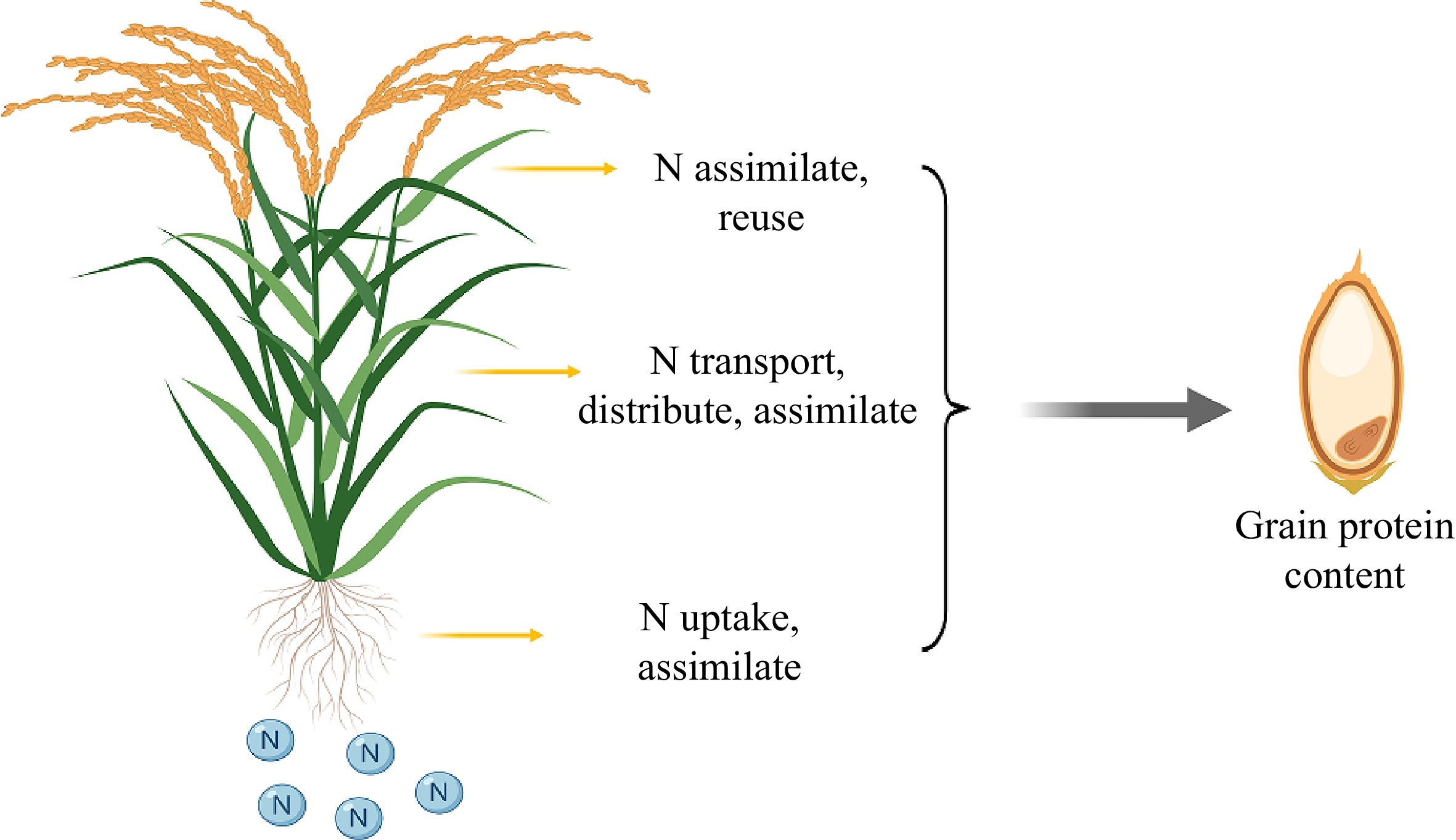 Research progress on the relationship between rice protein content and cooking and eating